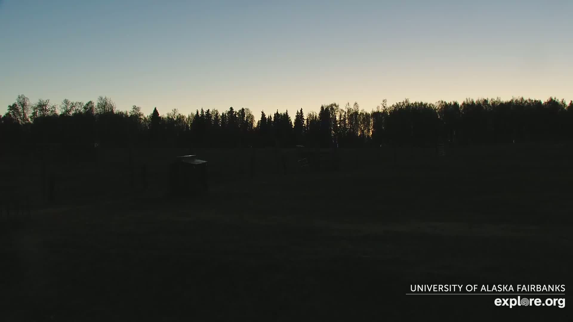 A dark field at dusk is silhouetted against a line of trees under a clear, twilight sky.