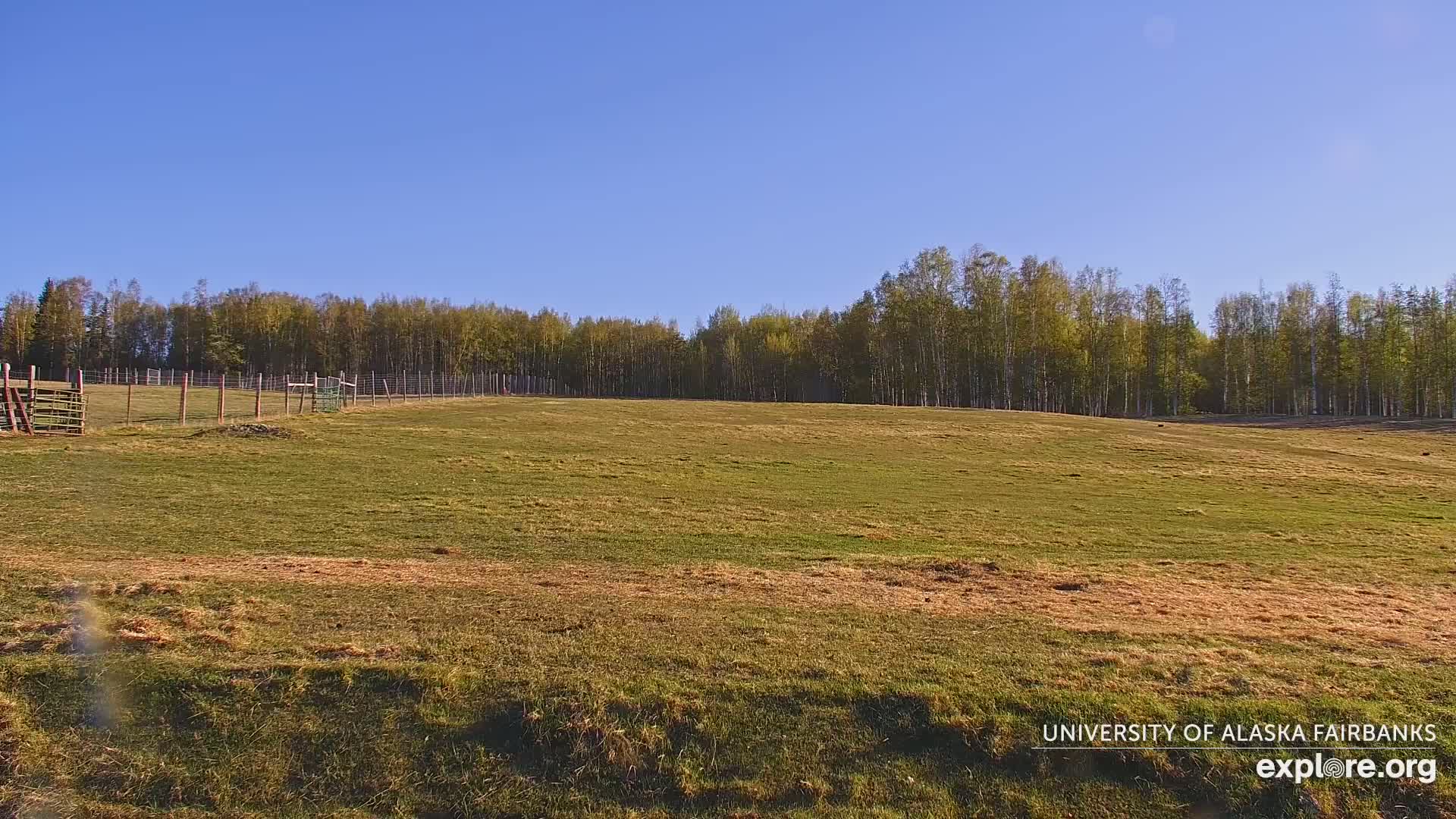 A grassy field enclosed by a fence stretches towards a line of trees under a clear blue sky.
