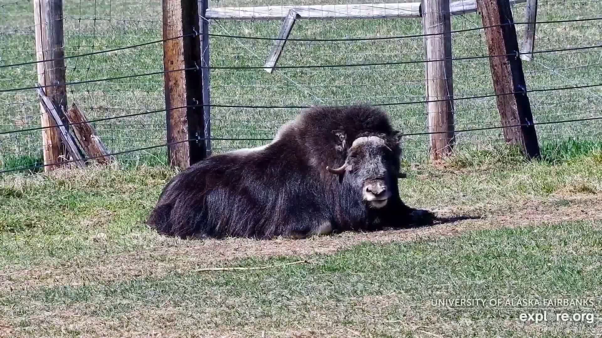 University of Alaska Fairbanks Large Animal Research Station Musk Ox Farm Live Cam - Musk Ox, College, Fairbanks North Star, Alaska, USA