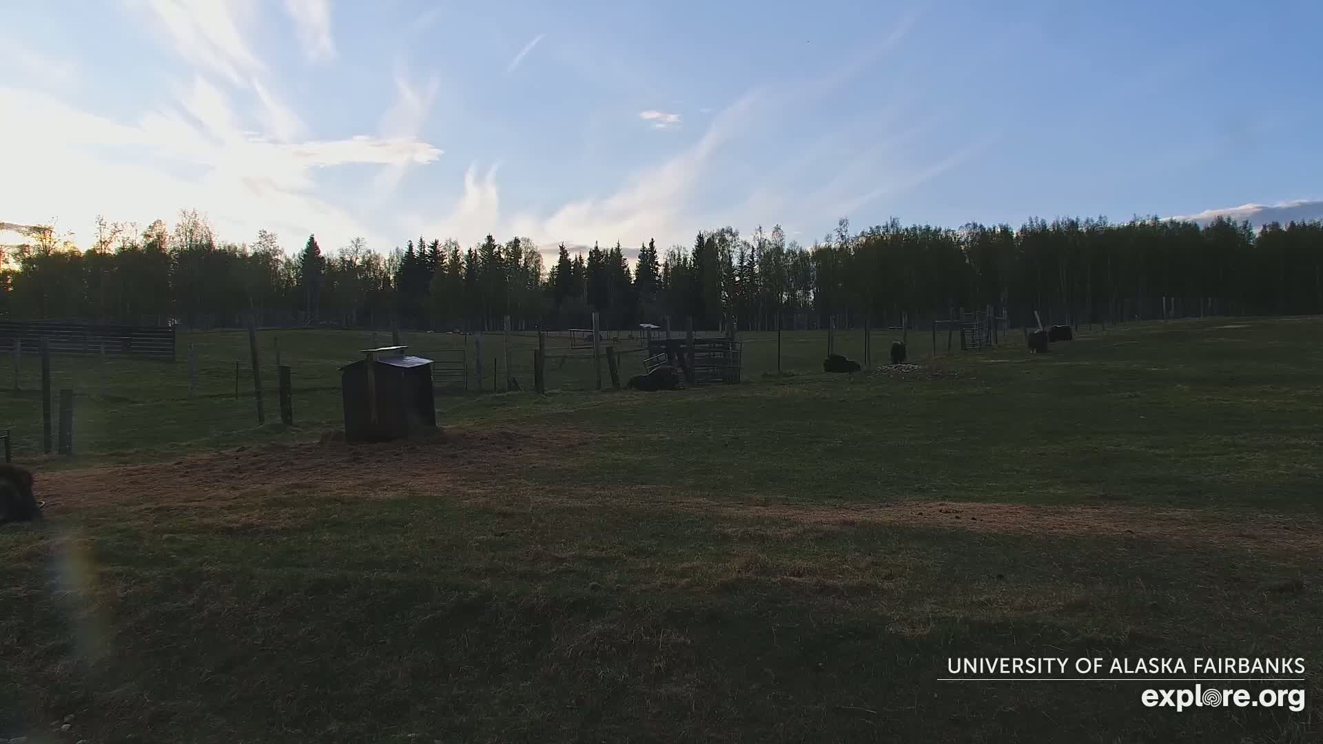 University of Alaska Fairbanks Large Animal Research Station Musk Ox Farm Live Cam - Musk Ox, College, Fairbanks North Star, Alaska, USA