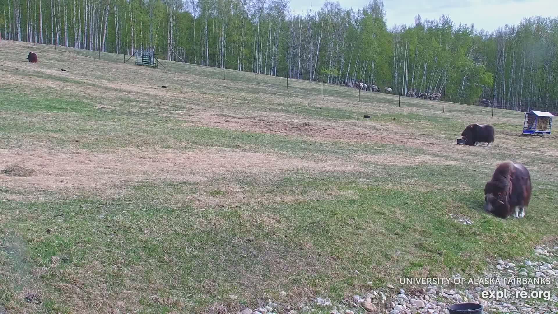Several musk oxen graze on a grassy hillside under a partly cloudy sky, with a line of trees in the background.