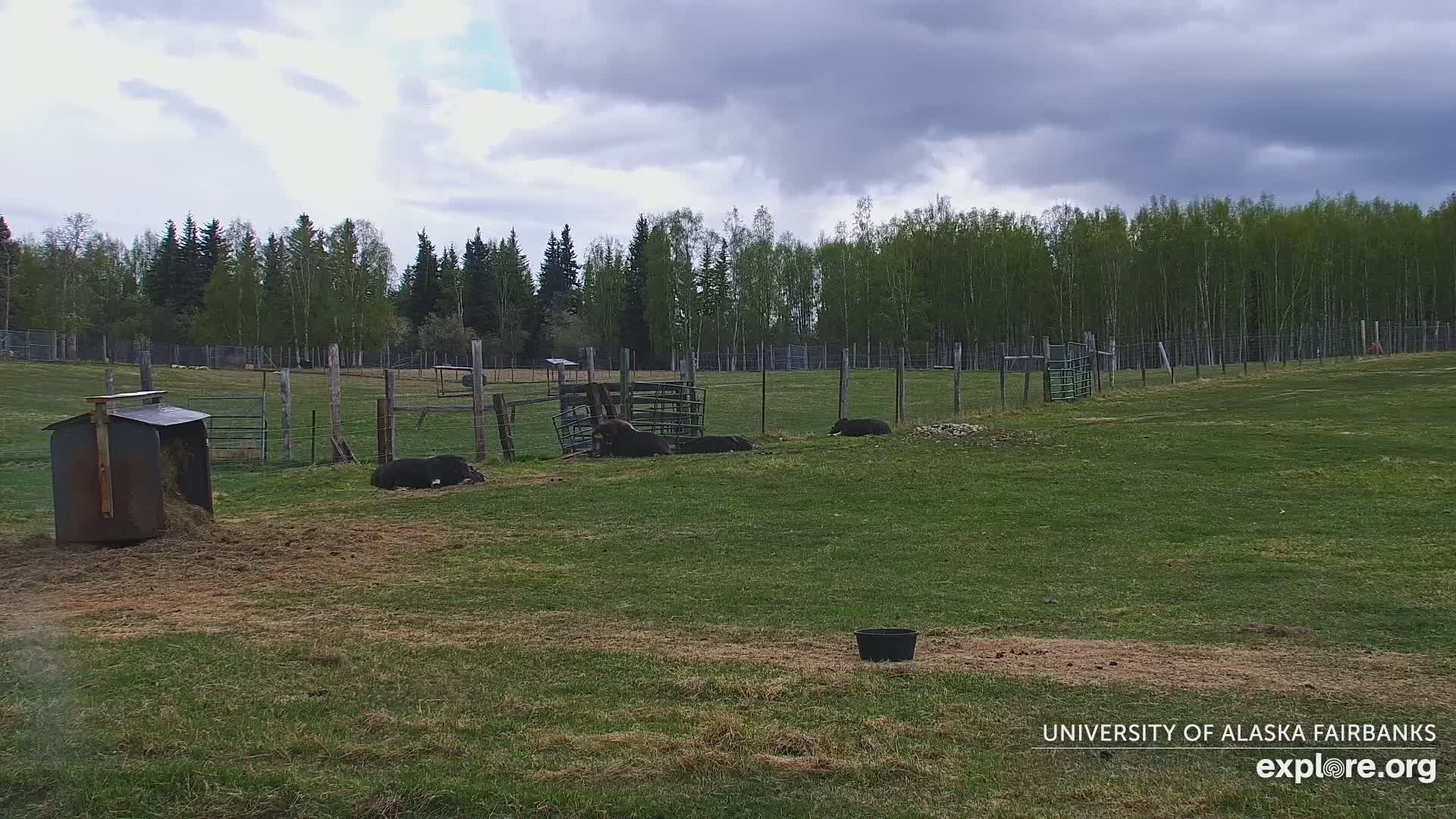 University of Alaska Fairbanks Large Animal Research Station Musk Ox Farm Live Cam - Musk Ox, College, Fairbanks North Star, Alaska, USA