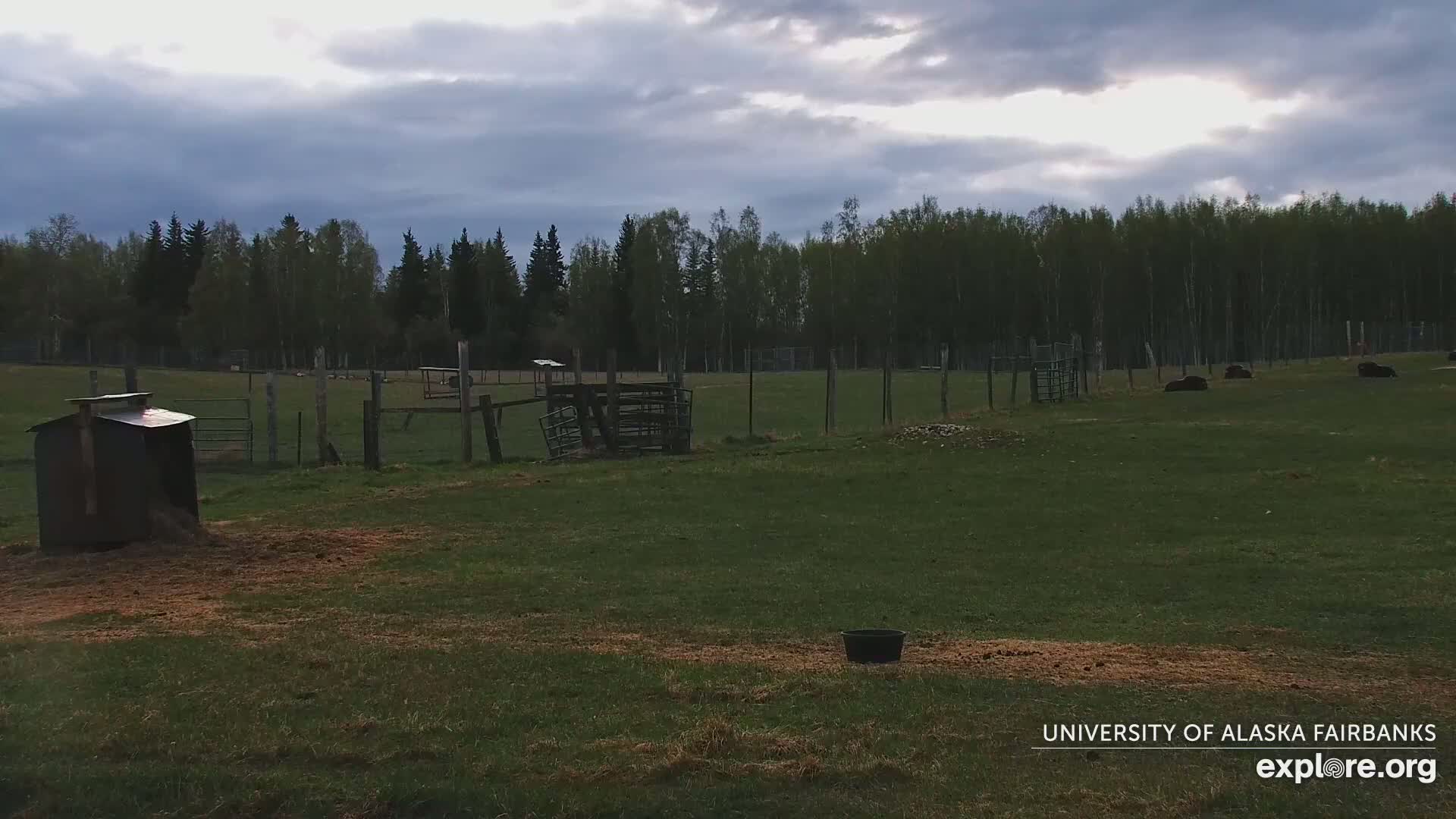 A grassy enclosure, partially enclosed by a fence, contains several animal shelters and several dark-colored animals lying in the grass under an overcast sky.