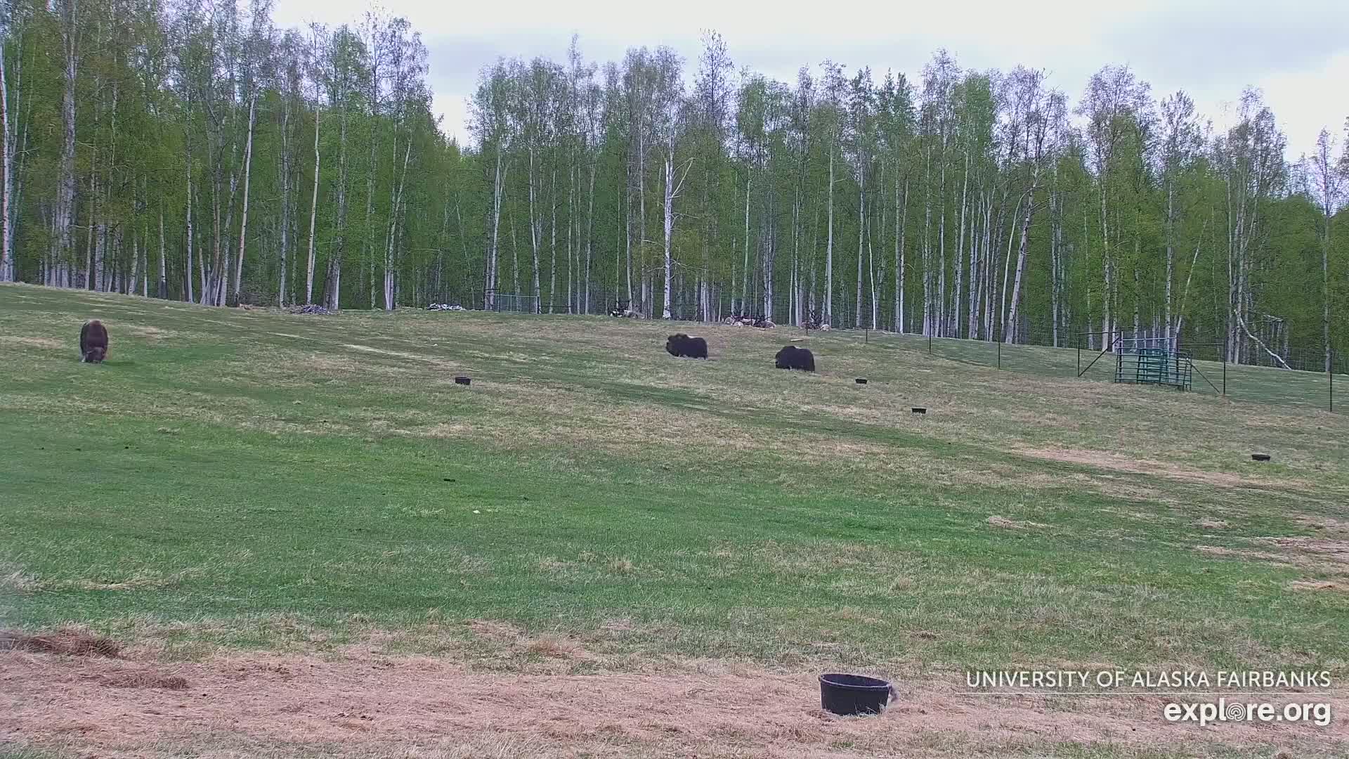 Three musk oxen graze on a grassy hillside under a cloudy sky, with a line of birch trees in the background.
