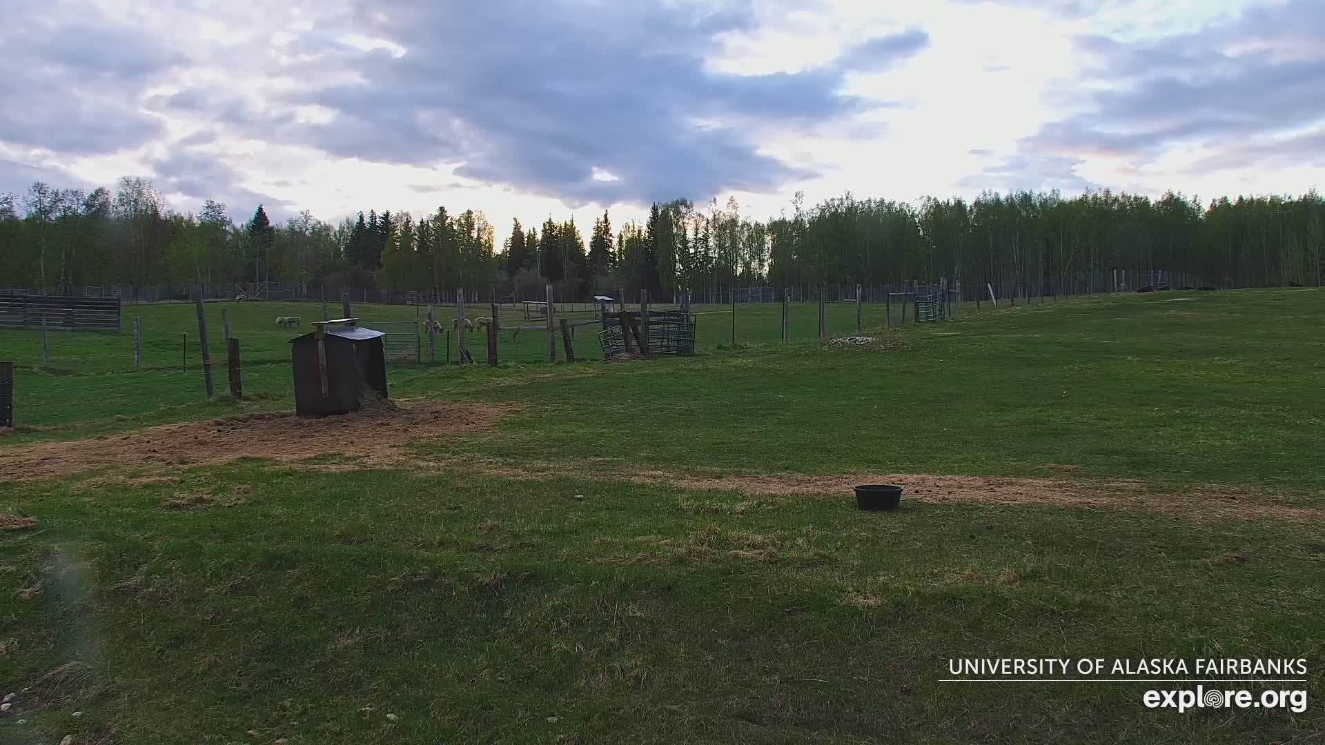 University of Alaska Fairbanks Large Animal Research Station Musk Ox Farm Live Cam - Musk Ox, College, Fairbanks North Star, Alaska, USA