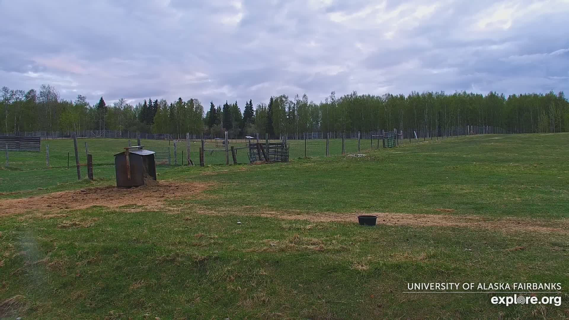 A grassy pasture enclosed by fences, under a cloudy sky, contains a metal feed bin, a corral, and a small black container.