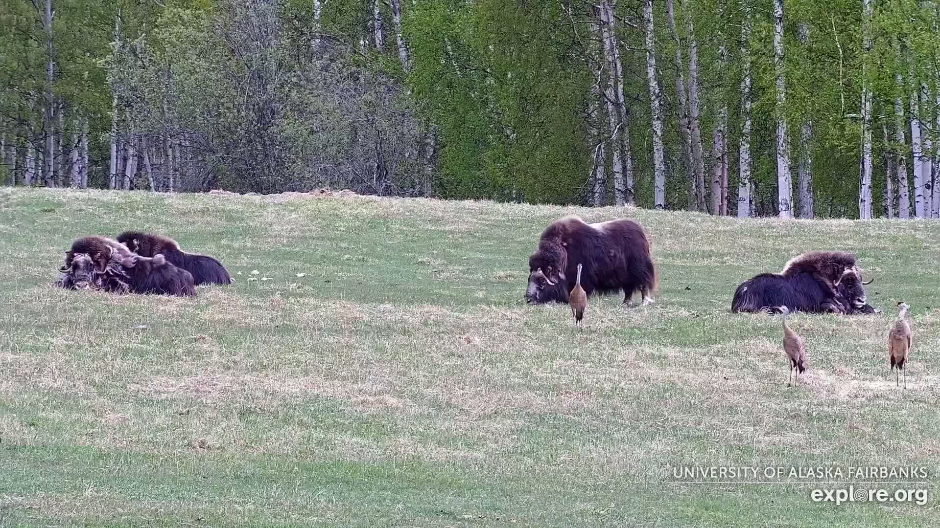 University of Alaska Fairbanks Large Animal Research Station Musk Ox Farm Live Cam - Musk Ox, College, Fairbanks North Star, Alaska, USA