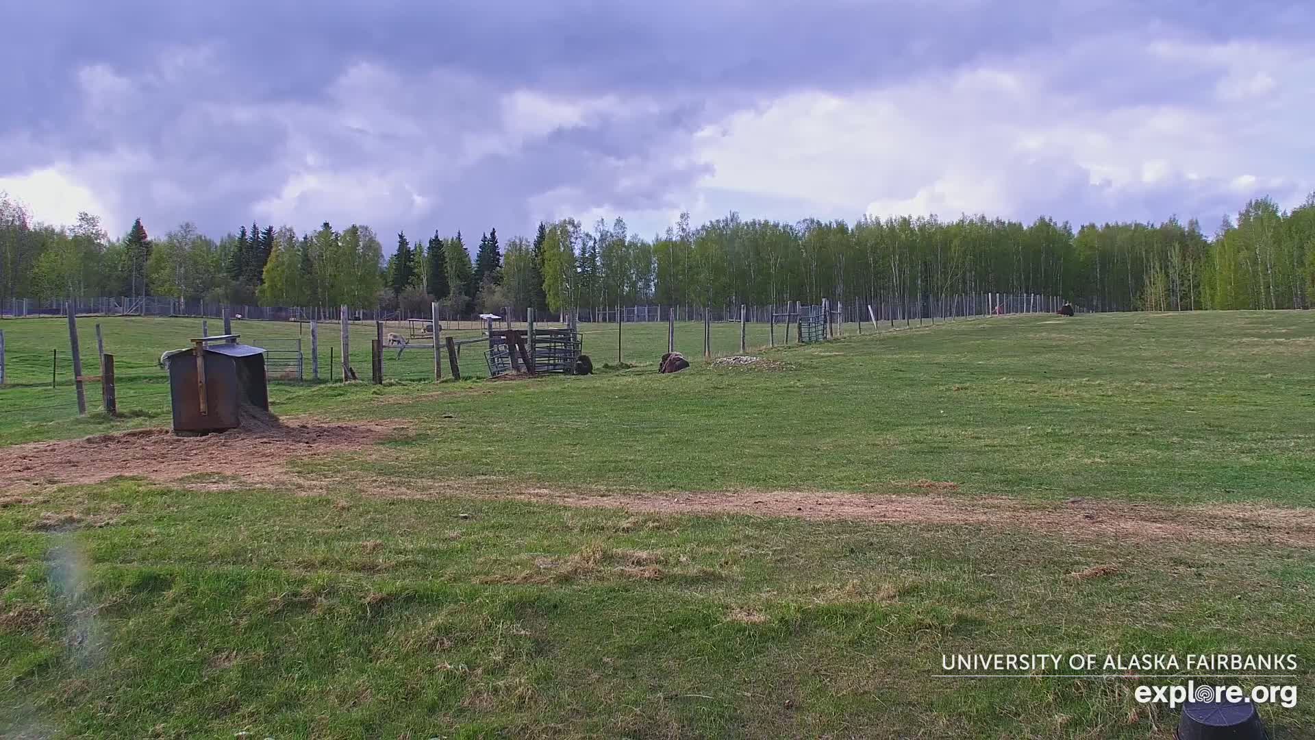 University of Alaska Fairbanks Large Animal Research Station Musk Ox Farm Live Cam - Musk Ox, College, Fairbanks North Star, Alaska, USA