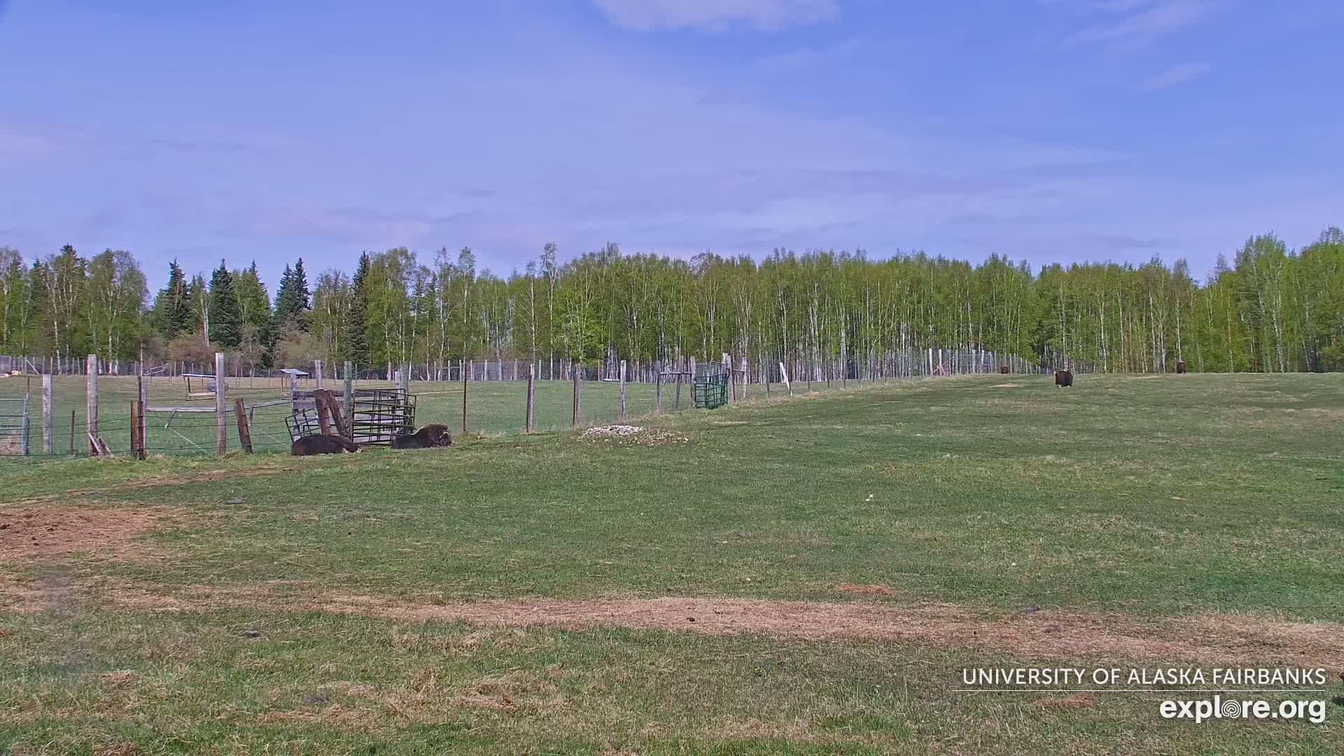 Several dark-colored animals are in a grassy enclosure surrounded by a fence, under a mostly clear blue sky.