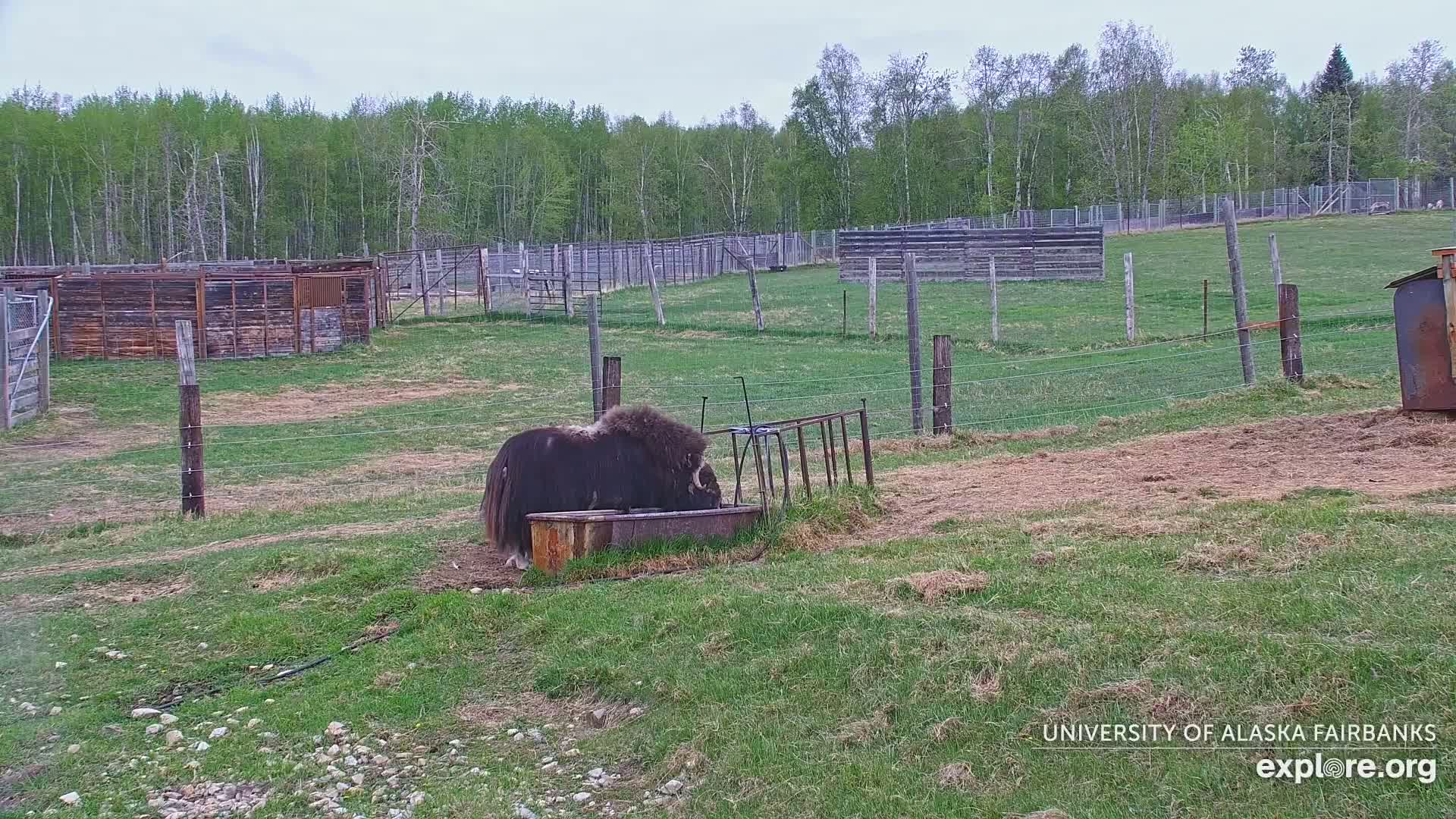 A muskox drinks from a trough in a grassy enclosure surrounded by wooden fences and a forest under a partly cloudy sky.