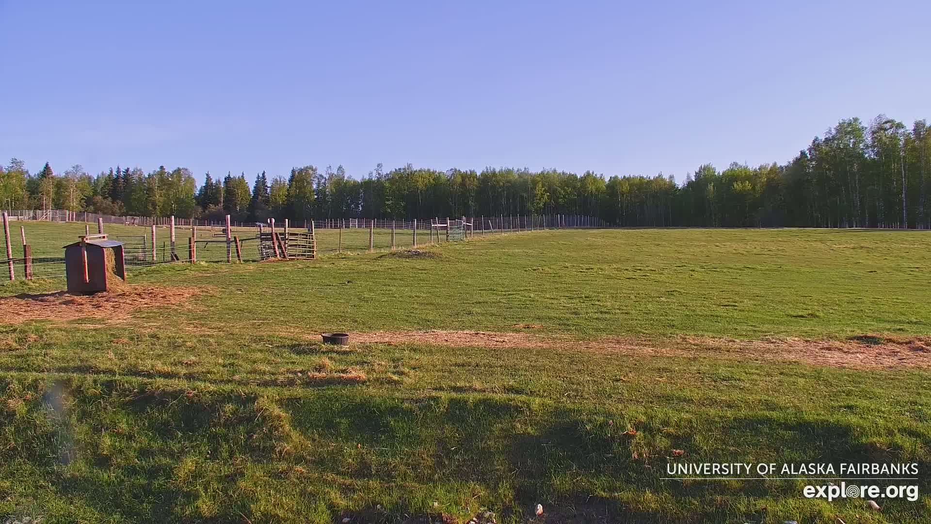A grassy field enclosed by a fence, with a hay feeder and a small container near the foreground, under a clear blue sky.