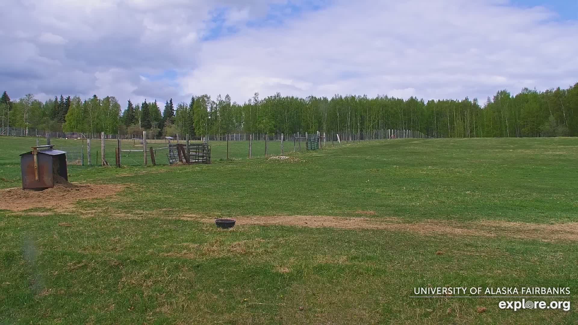 University of Alaska Fairbanks Large Animal Research Station Musk Ox Farm Live Cam - Musk Ox, College, Fairbanks North Star, Alaska, USA