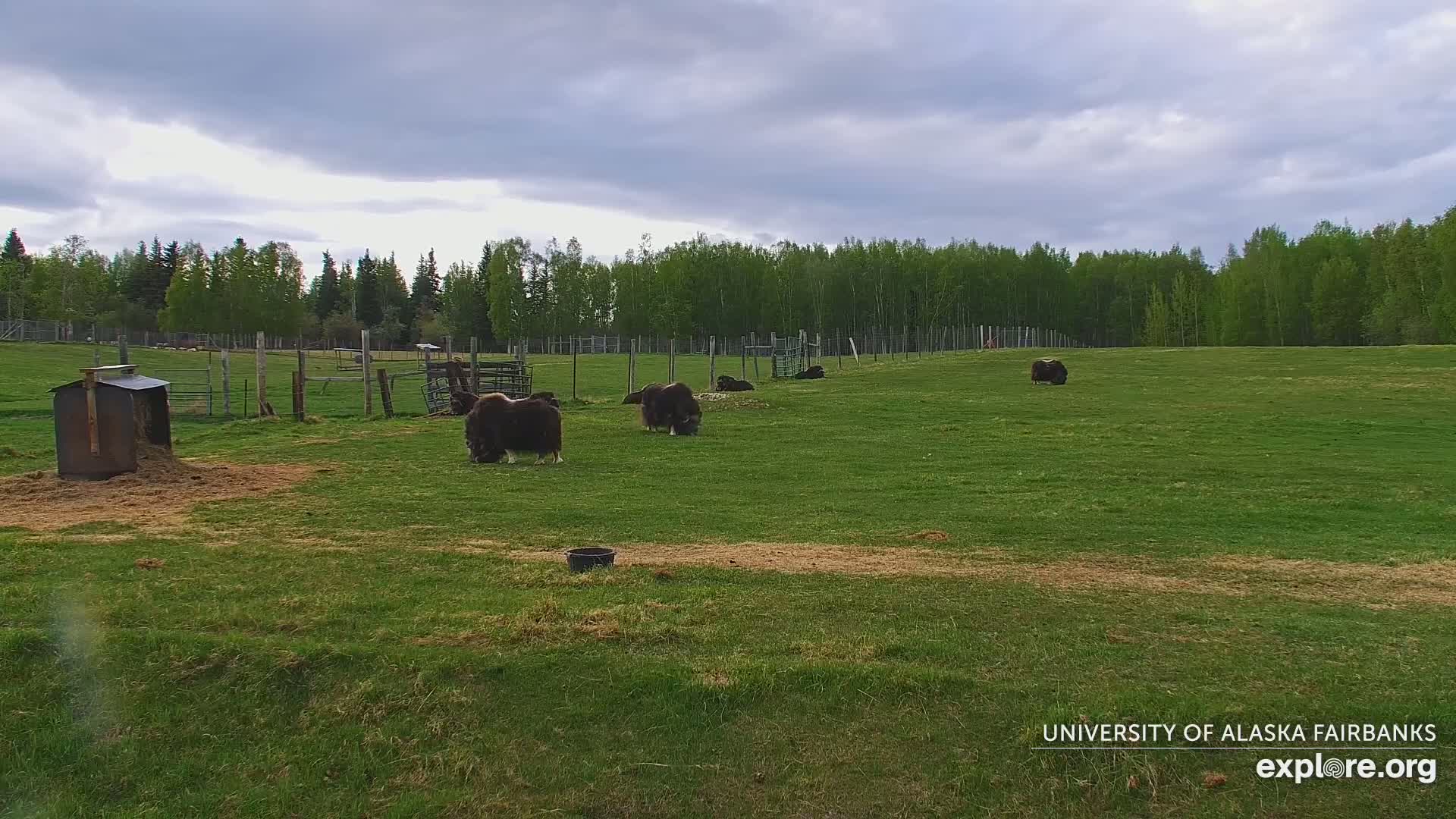 University of Alaska Fairbanks Large Animal Research Station Musk Ox Farm Live Cam - Musk Ox, College, Fairbanks North Star, Alaska, USA