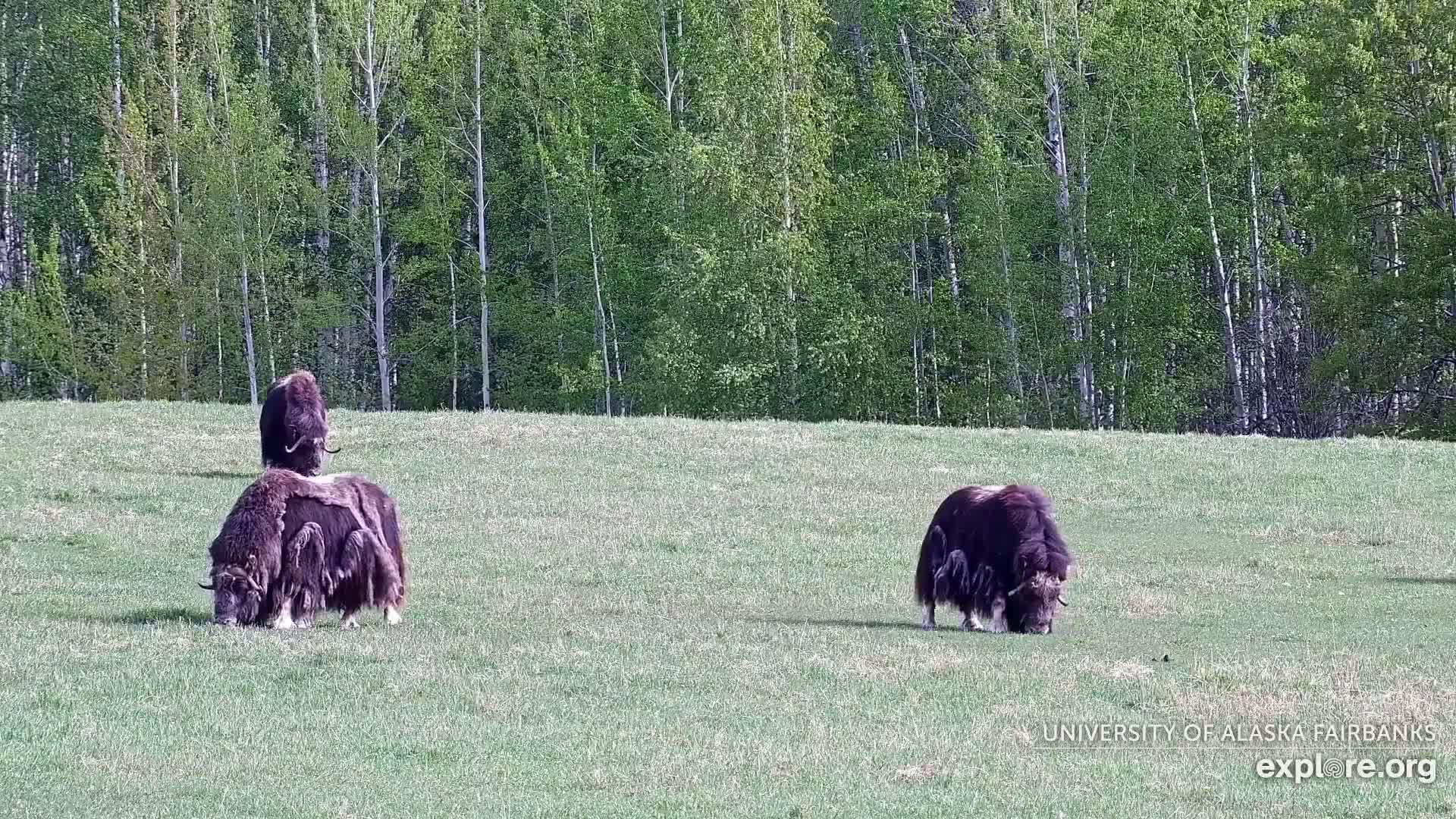 Three musk oxen graze in a grassy field against a backdrop of a lush green forest on a sunny day.