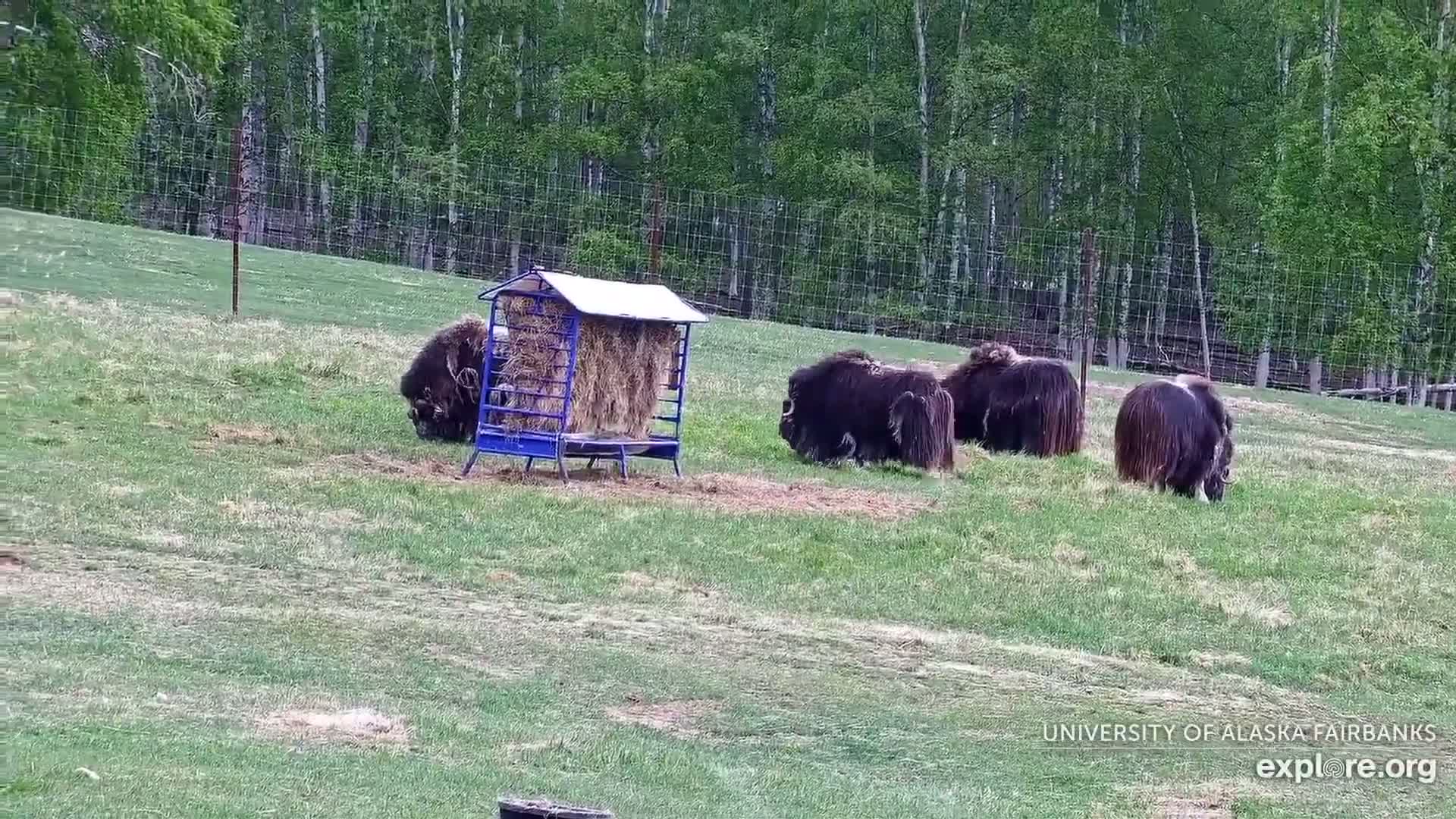 University of Alaska Fairbanks Large Animal Research Station Musk Ox Farm Live Cam - Musk Ox, College, Fairbanks North Star, Alaska, USA