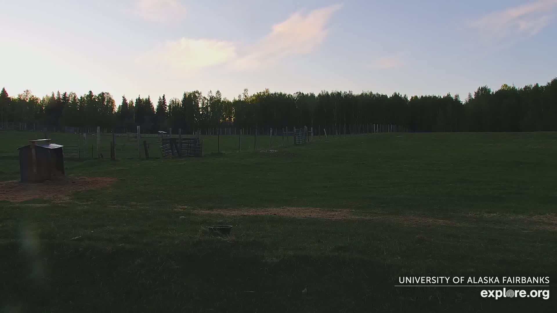 University of Alaska Fairbanks Large Animal Research Station Musk Ox Farm Live Cam - Musk Ox, College, Fairbanks North Star, Alaska, USA