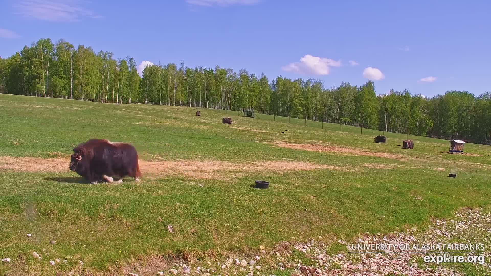 University of Alaska Fairbanks Large Animal Research Station Musk Ox Farm Live Cam - Musk Ox, College, Fairbanks North Star, Alaska, USA