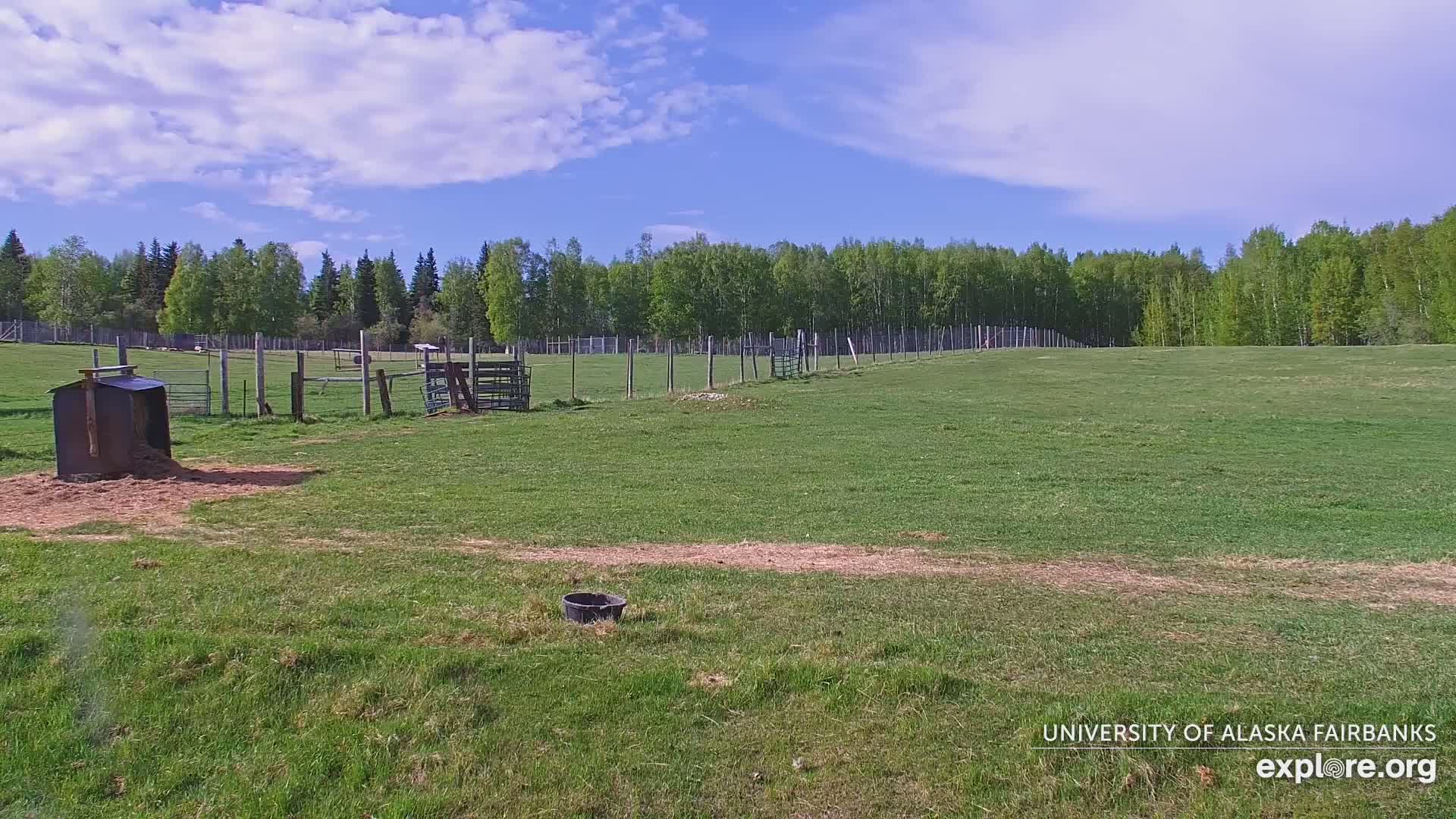 University of Alaska Fairbanks Large Animal Research Station Musk Ox Farm Live Cam - Musk Ox, College, Fairbanks North Star, Alaska, USA