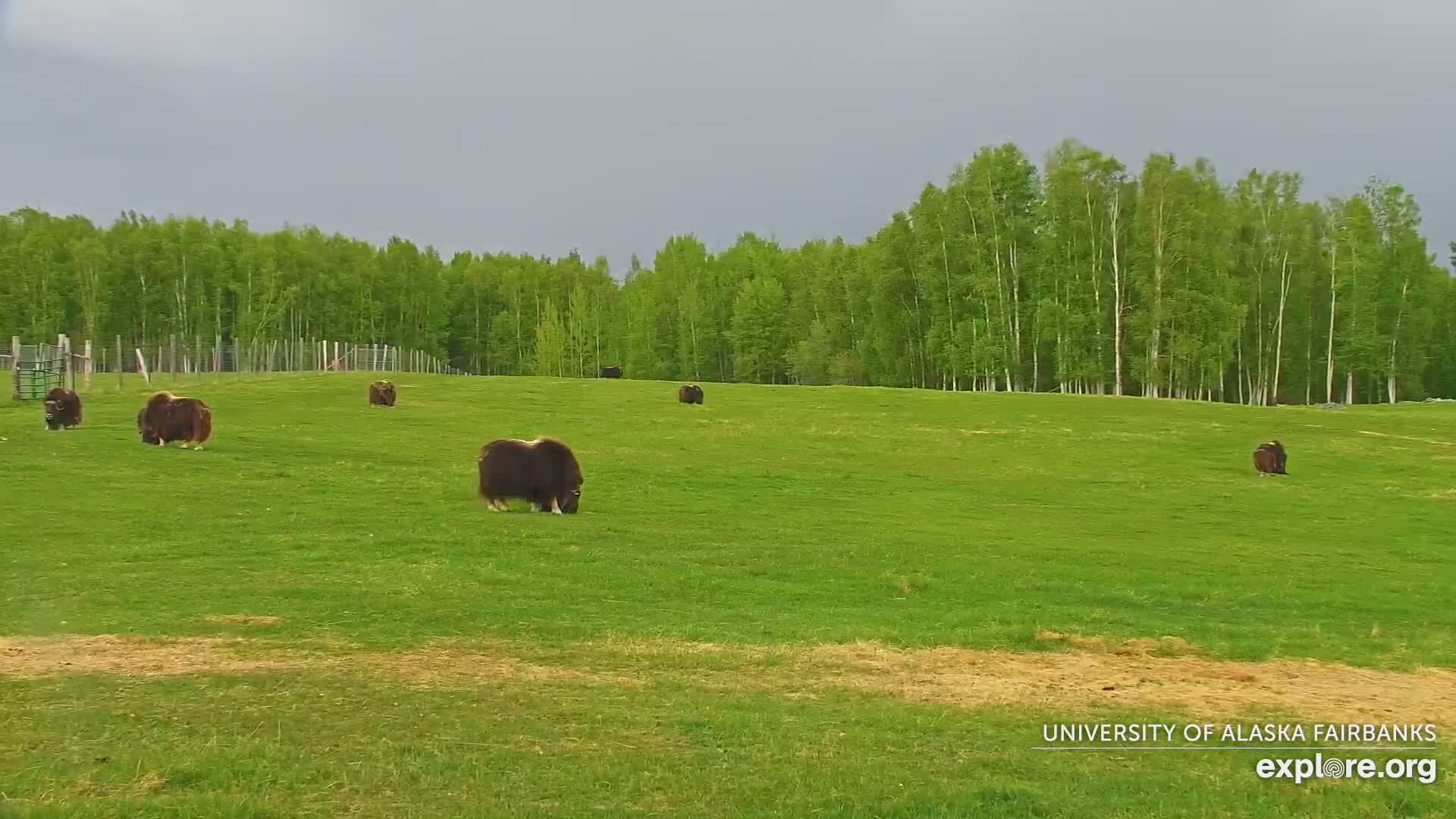 University of Alaska Fairbanks Large Animal Research Station Musk Ox Farm Live Cam - Musk Ox, College, Fairbanks North Star, Alaska, USA