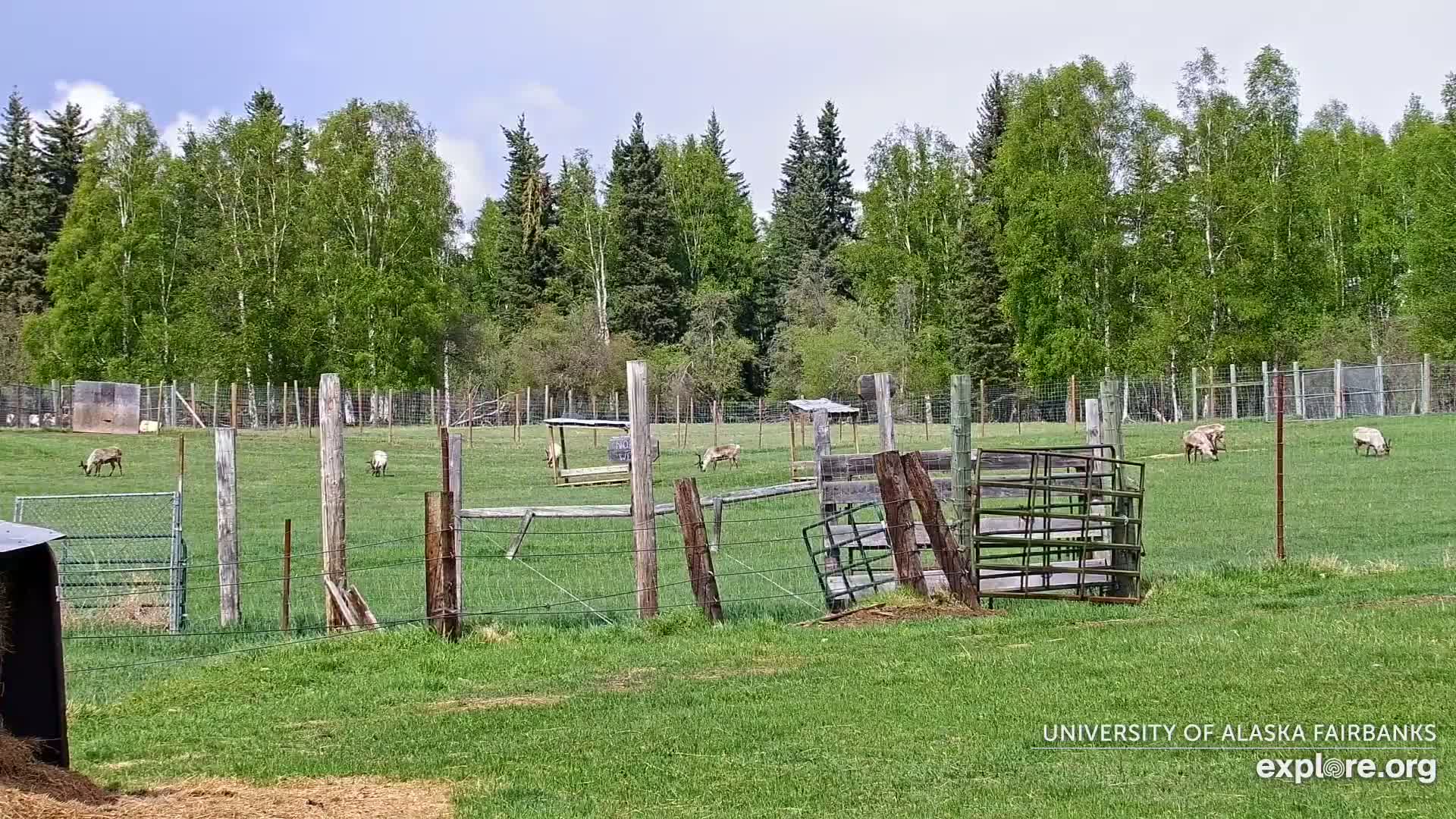 Several reindeer graze in a grassy enclosure surrounded by wire fencing and wooden posts under a partly cloudy sky, backed by a line of green trees.