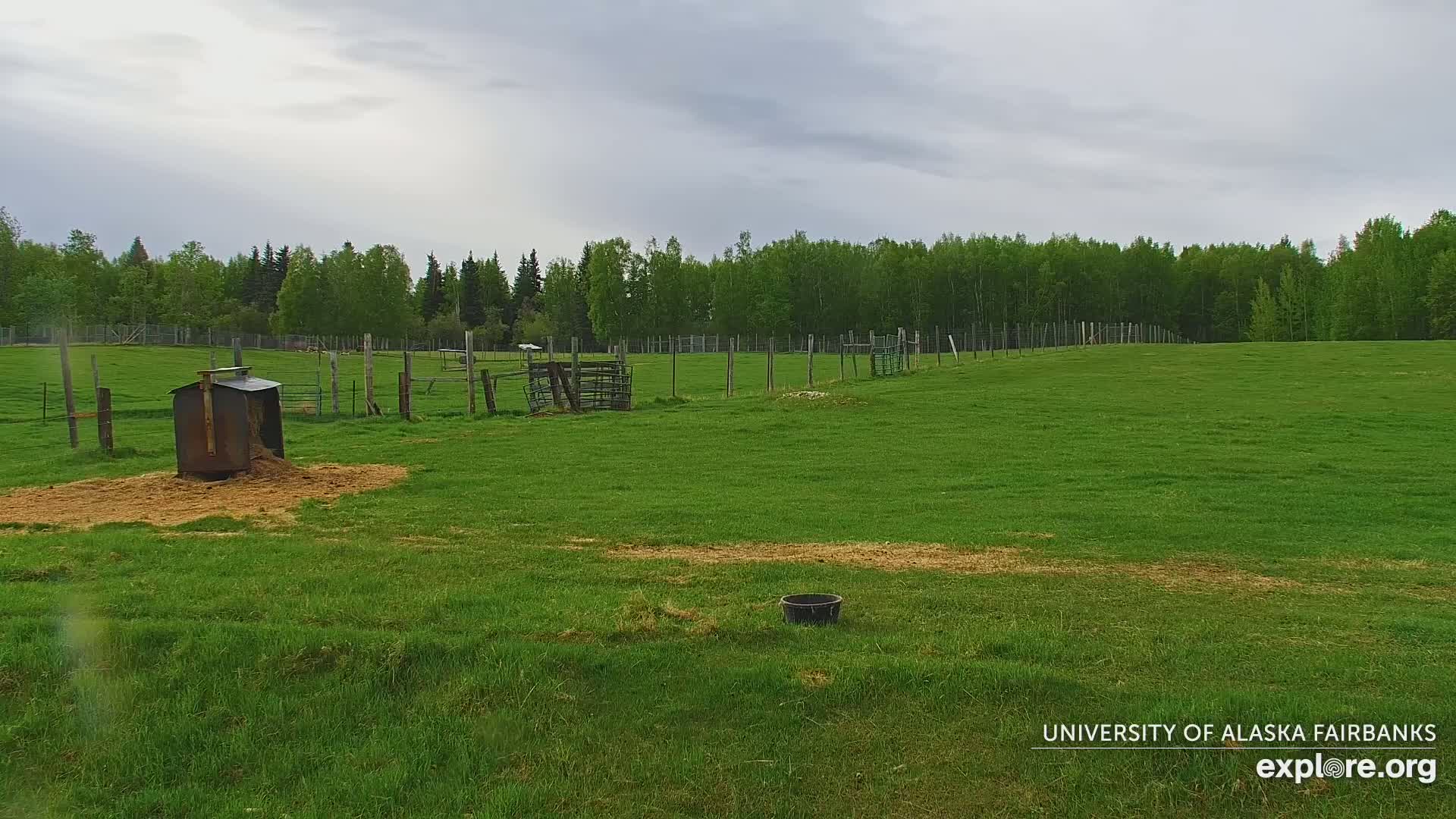 A grassy field enclosed by a fence, under an overcast sky, contains a hay feeder and other animal enclosures near a line of trees.