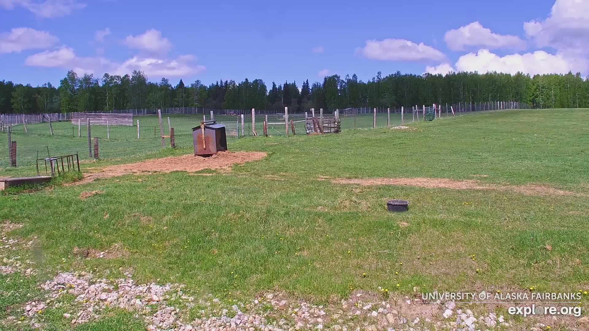 A grassy pasture under a partly cloudy blue sky, enclosed by a fence, contains a small metal structure, a trough, and other animal enclosure structures.