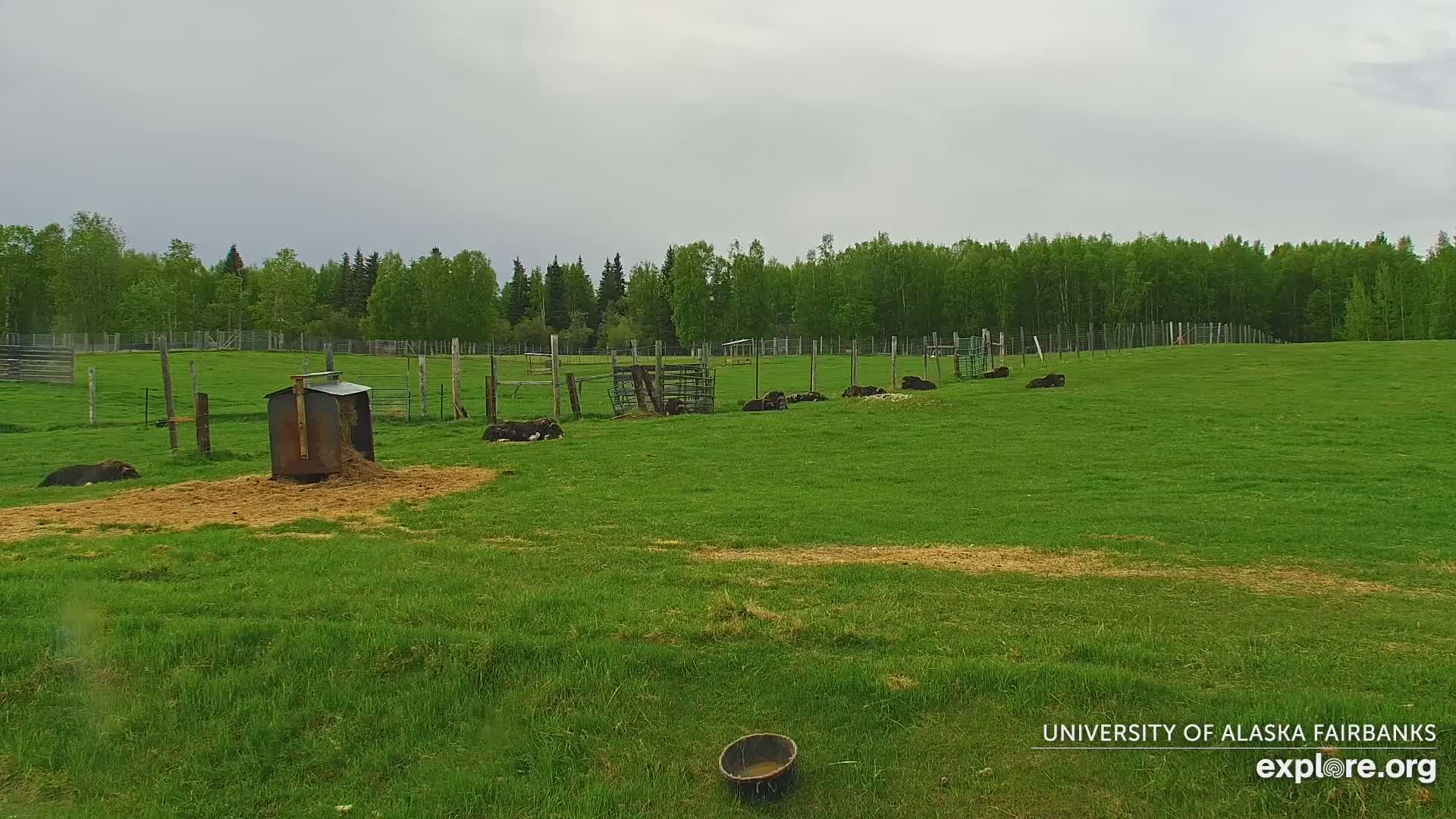A grassy field under an overcast sky contains several dark-colored animals lying down near a fence and a hay feeder.