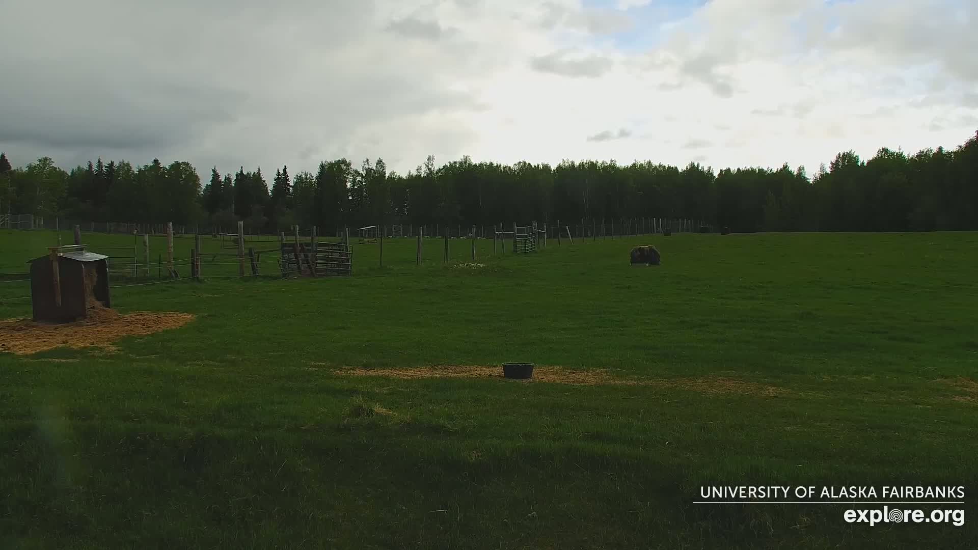 A grassy field enclosed by fencing, under a cloudy sky, contains several animals and feeding structures.