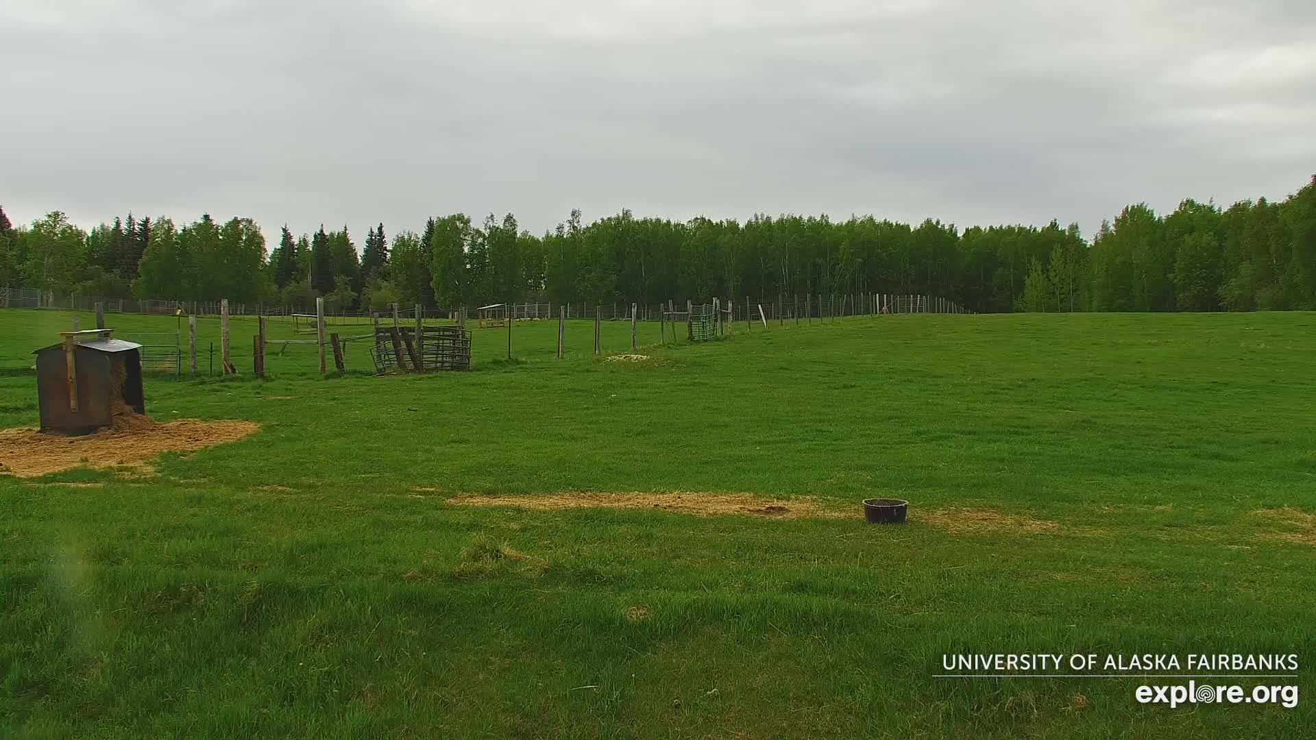 A grassy pasture with a few animal enclosures and a dark-colored structure, under an overcast sky.