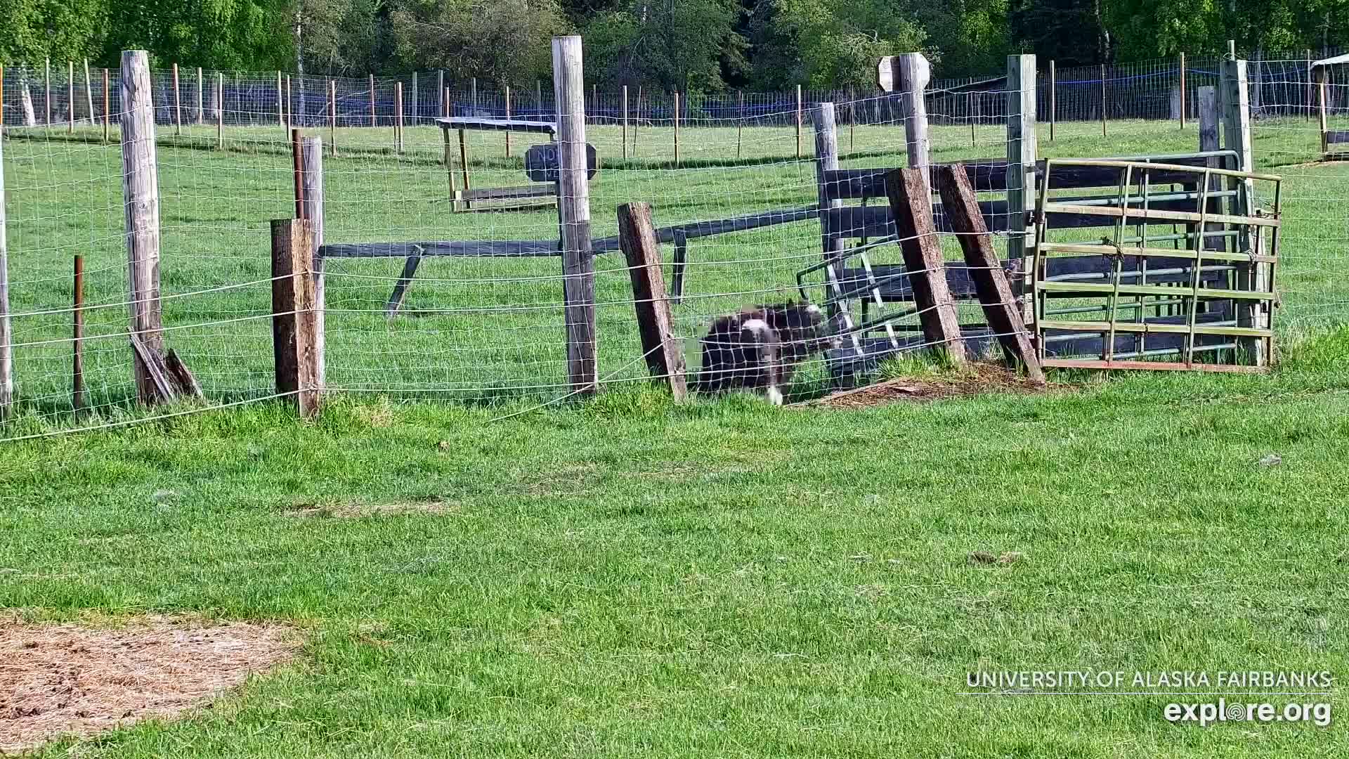 A black and white dog is walking through a wire fence in a grassy field on a sunny day.