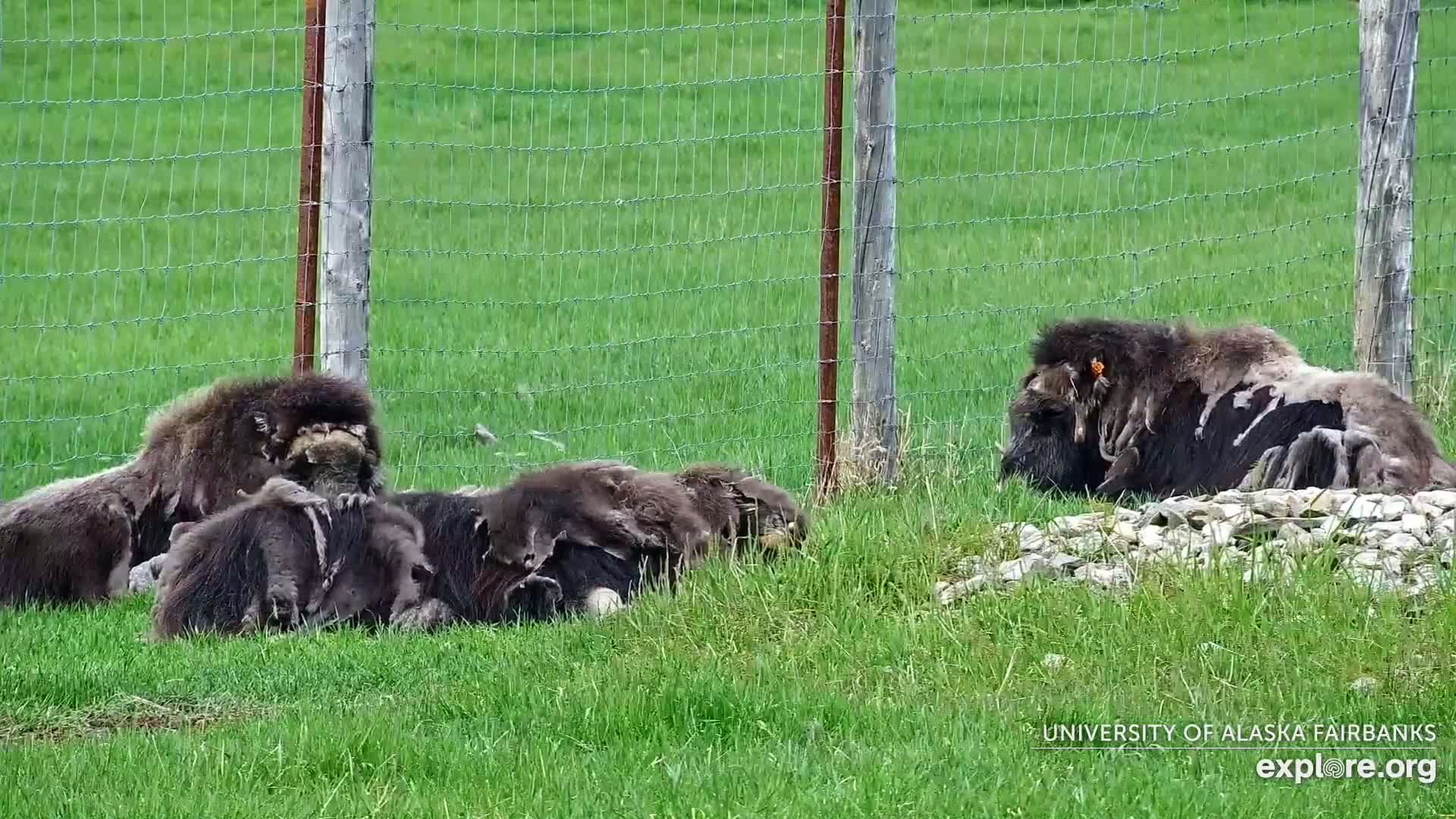 Several musk oxen, some with patchy fur, lie resting in a grassy enclosure behind a wire fence.