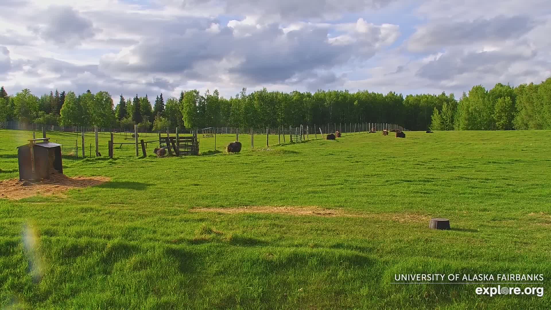 University of Alaska Fairbanks Large Animal Research Station Musk Ox Farm Live Cam - Musk Ox, College, Fairbanks North Star, Alaska, USA