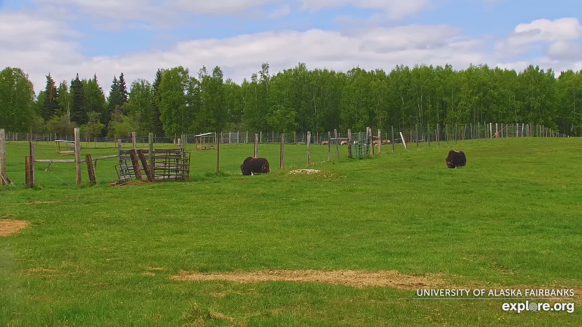 Three musk oxen graze in a grassy field enclosed by a wire fence, under a partly cloudy sky, with a line of trees in the background.