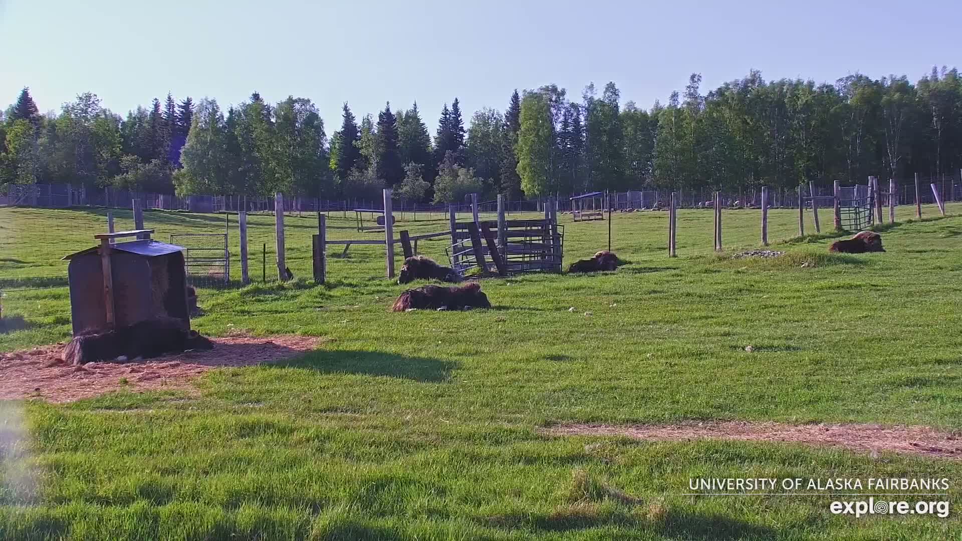 University of Alaska Fairbanks Large Animal Research Station Musk Ox Farm Live Cam - Musk Ox, College, Fairbanks North Star, Alaska, USA