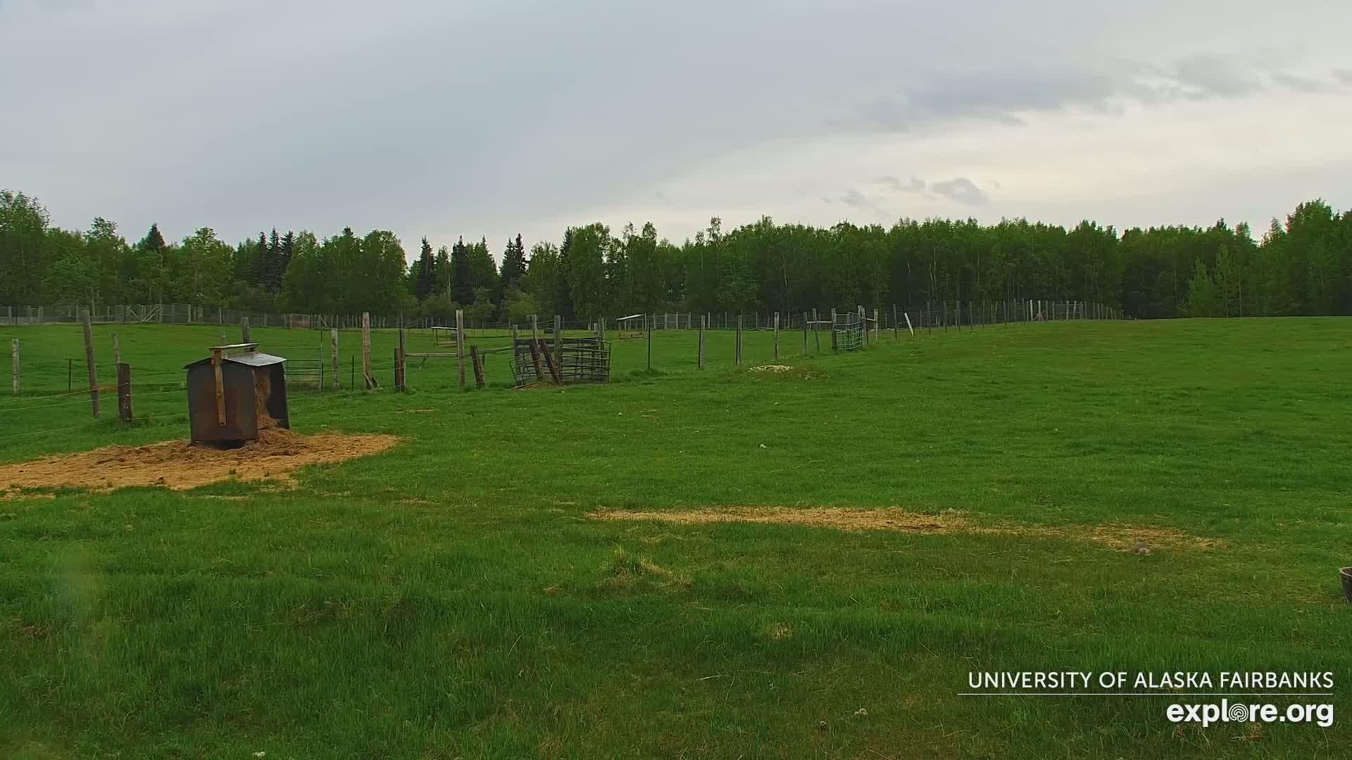 A grassy pasture with a metal hay feeder, wire fencing, and a line of trees under an overcast sky.