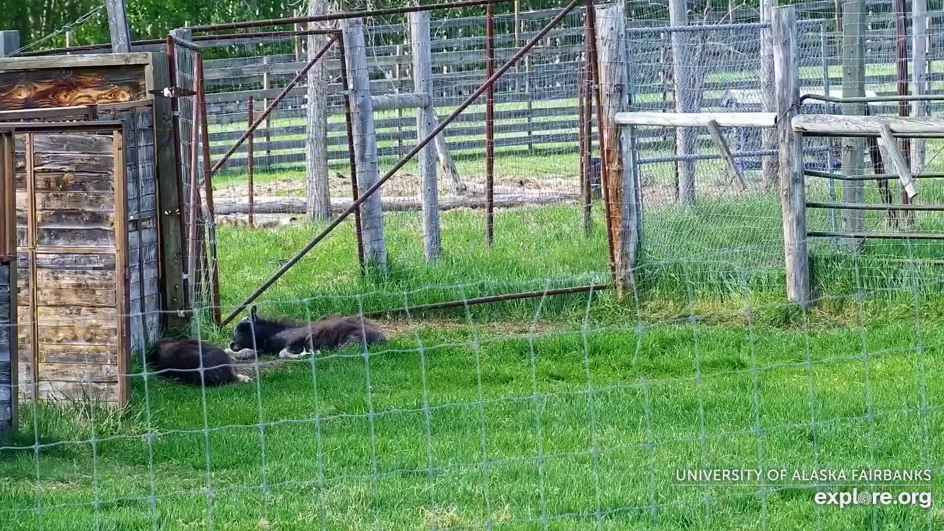 University of Alaska Fairbanks Large Animal Research Station Musk Ox Farm Live Cam - Musk Ox, College, Fairbanks North Star, Alaska, USA