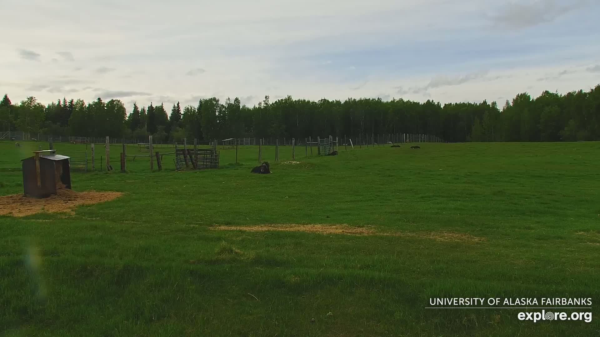 University of Alaska Fairbanks Large Animal Research Station Musk Ox Farm Live Cam - Musk Ox, College, Fairbanks North Star, Alaska, USA