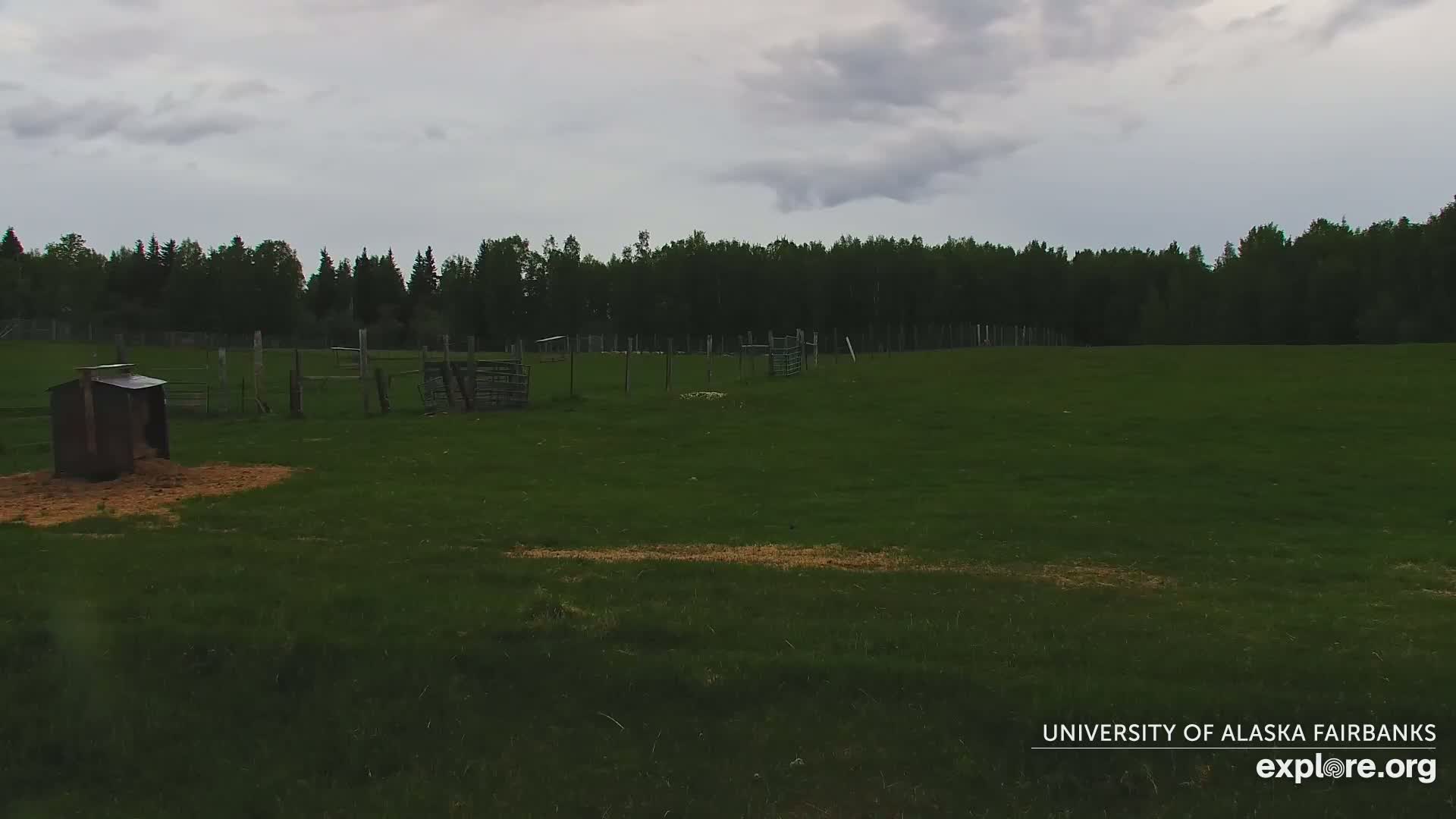 A grassy field with a small wooden structure and several sections of fencing is visible under an overcast sky, backed by a dark line of trees.