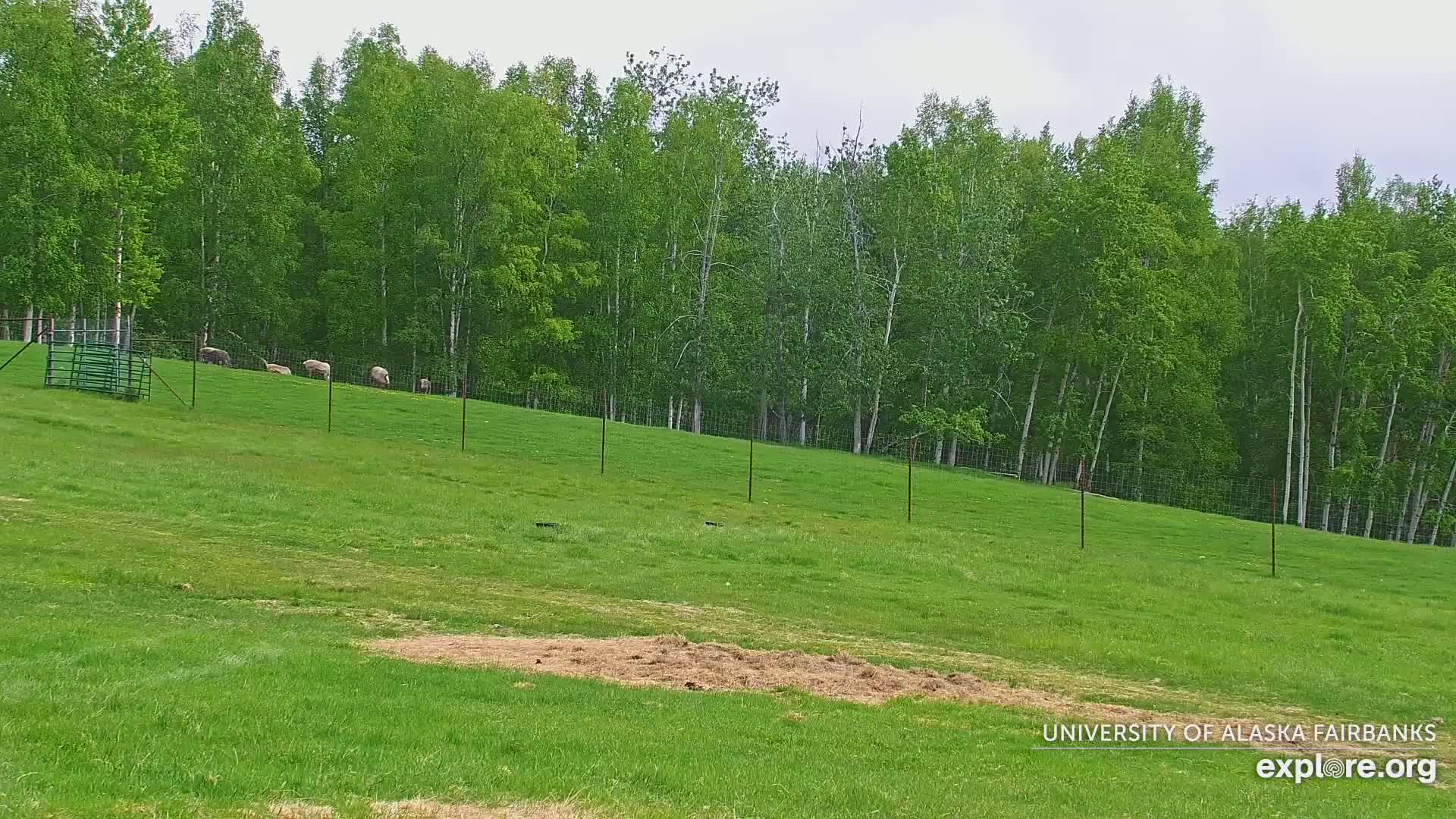 A grassy hillside, enclosed by a wire fence, features several sheep grazing near a line of trees under an overcast sky.