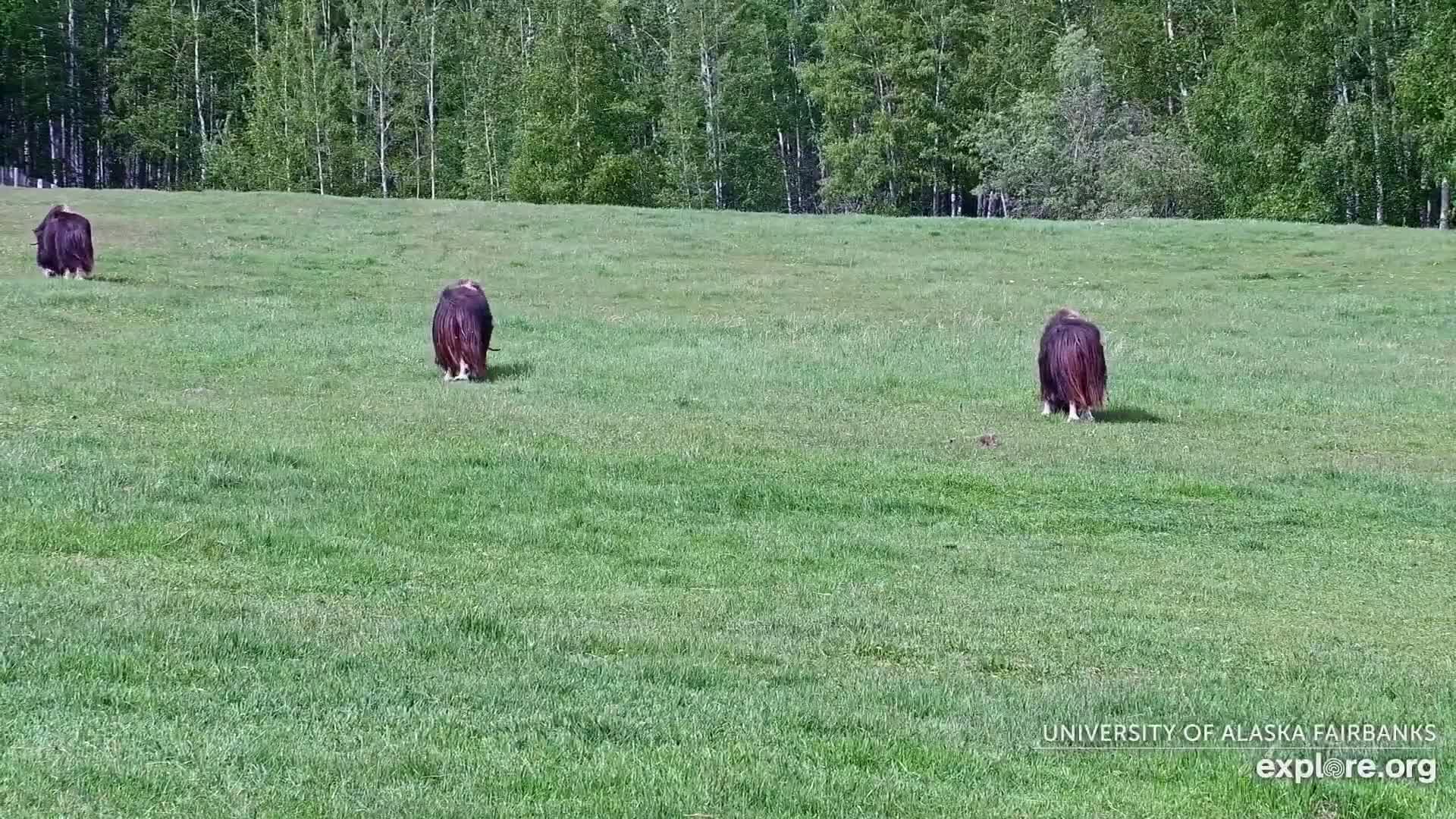 Three musk oxen graze in a grassy field on a sunny day, with a forest visible in the background.