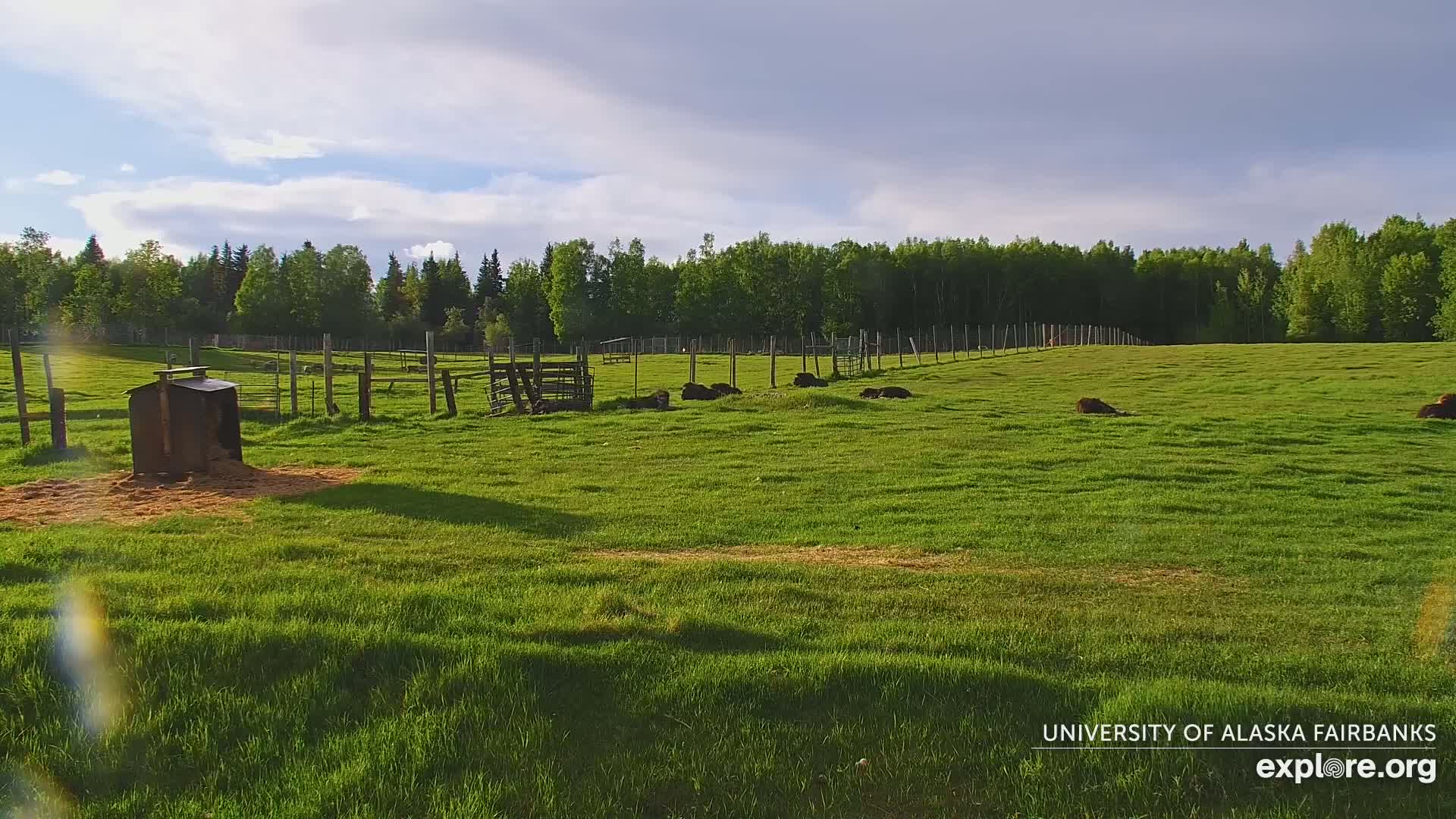 University of Alaska Fairbanks Large Animal Research Station Musk Ox Farm Live Cam - Musk Ox, College, Fairbanks North Star, Alaska, USA