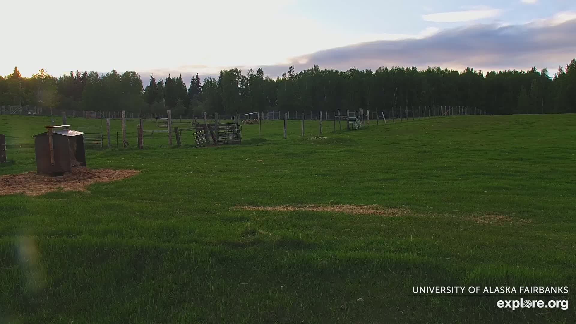 University of Alaska Fairbanks Large Animal Research Station Musk Ox Farm Live Cam - Musk Ox, College, Fairbanks North Star, Alaska, USA