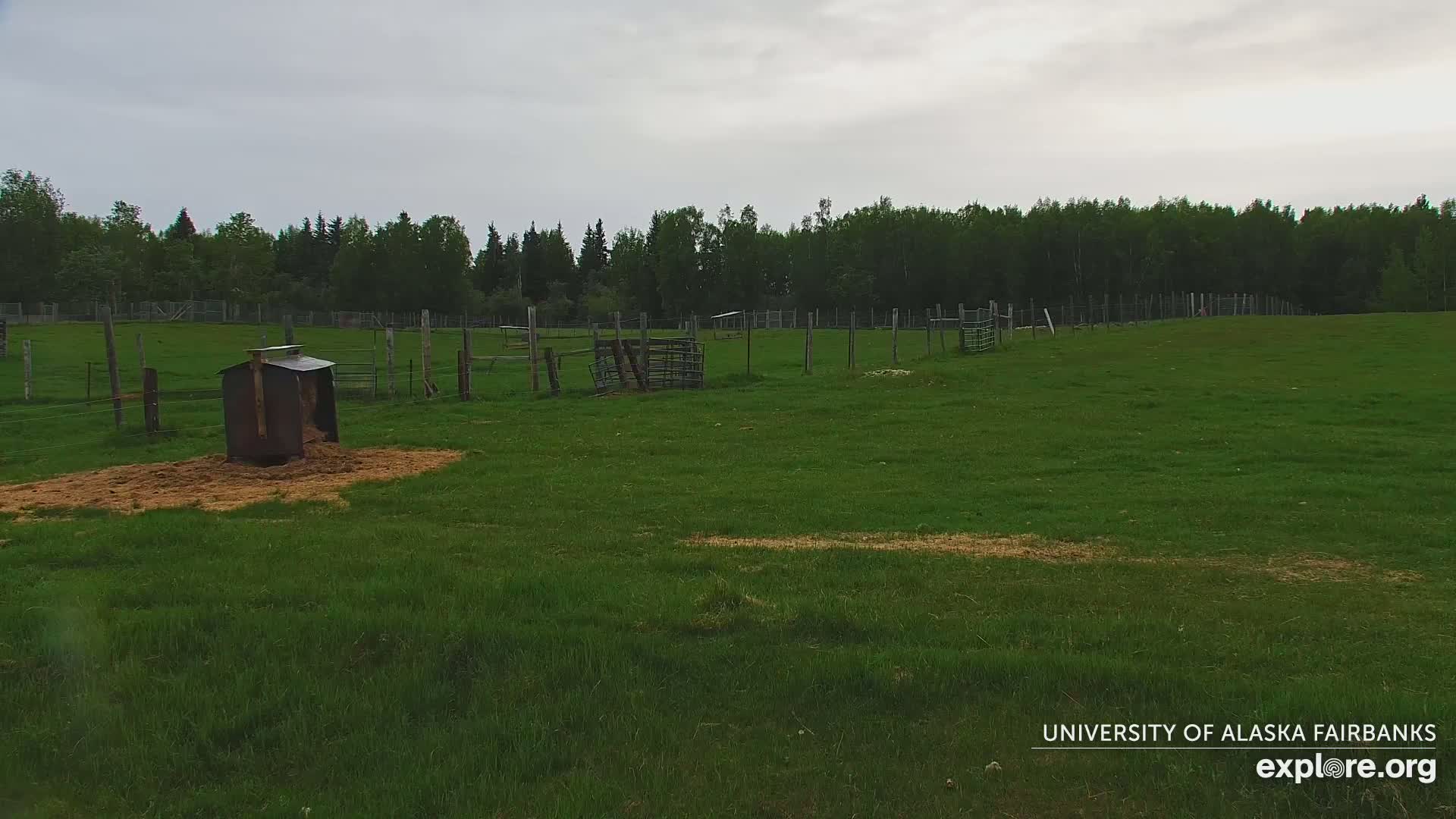 A grassy field enclosed by a fence, under an overcast sky, contains several animal feeding structures and a small, dark shelter.