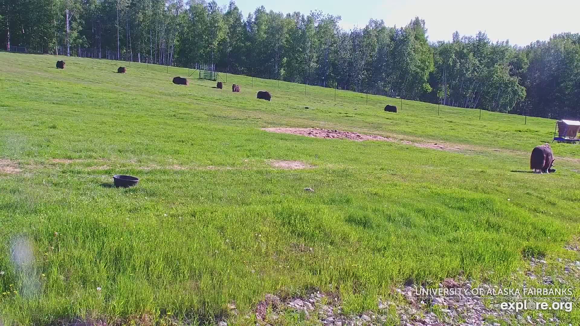 Several musk oxen graze on a grassy hillside under a sunny sky, with a small, dark-colored bucket in the foreground.