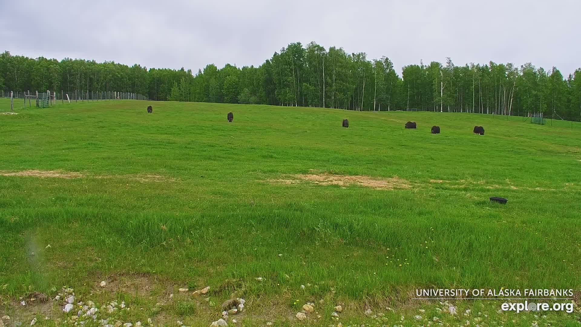 Several dark-colored animals graze in a lush green field under a cloudy sky, backed by a line of trees.