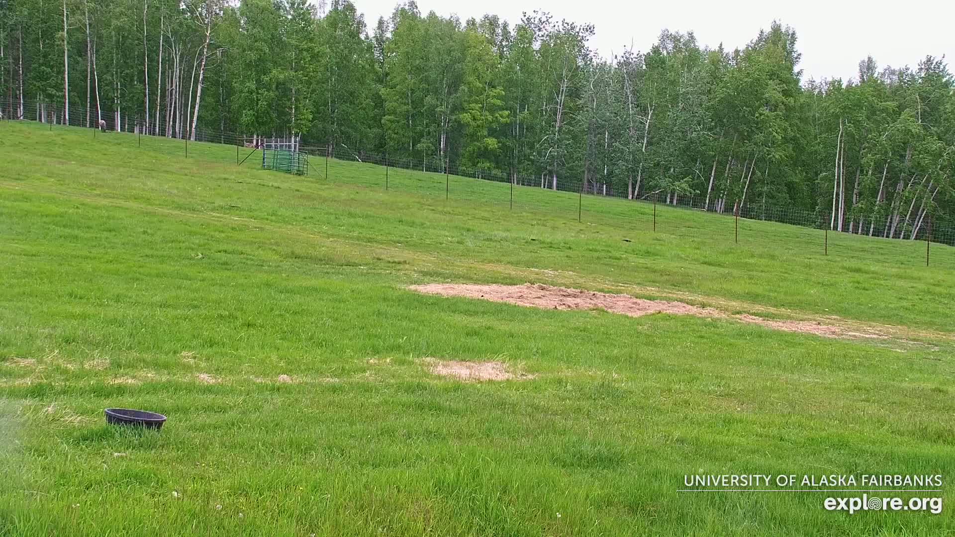 University of Alaska Fairbanks Large Animal Research Station Musk Ox Farm Live Cam - Musk Ox, College, Fairbanks North Star, Alaska, USA