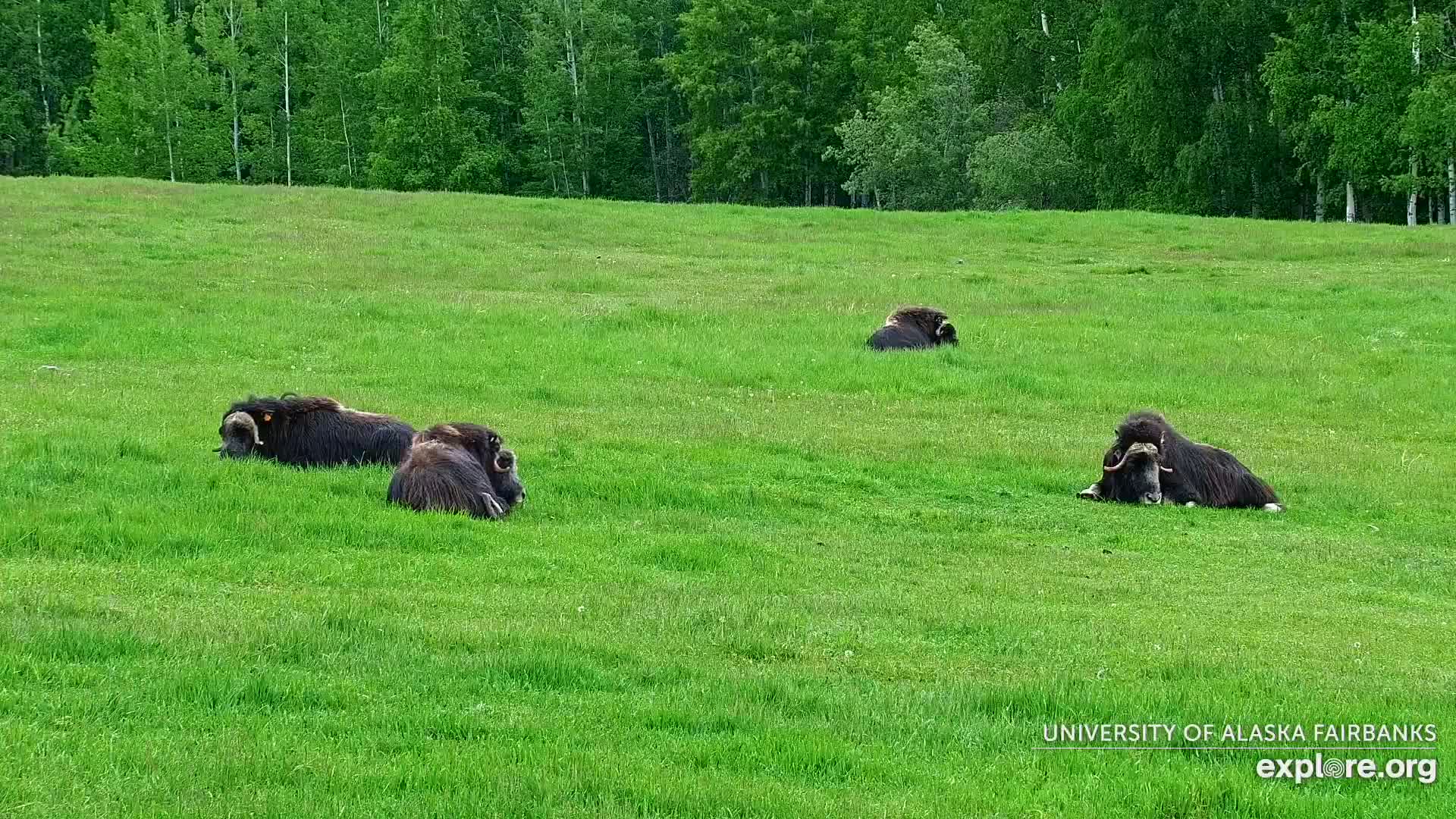 University of Alaska Fairbanks Large Animal Research Station Musk Ox Farm Live Cam - Musk Ox, College, Fairbanks North Star, Alaska, USA