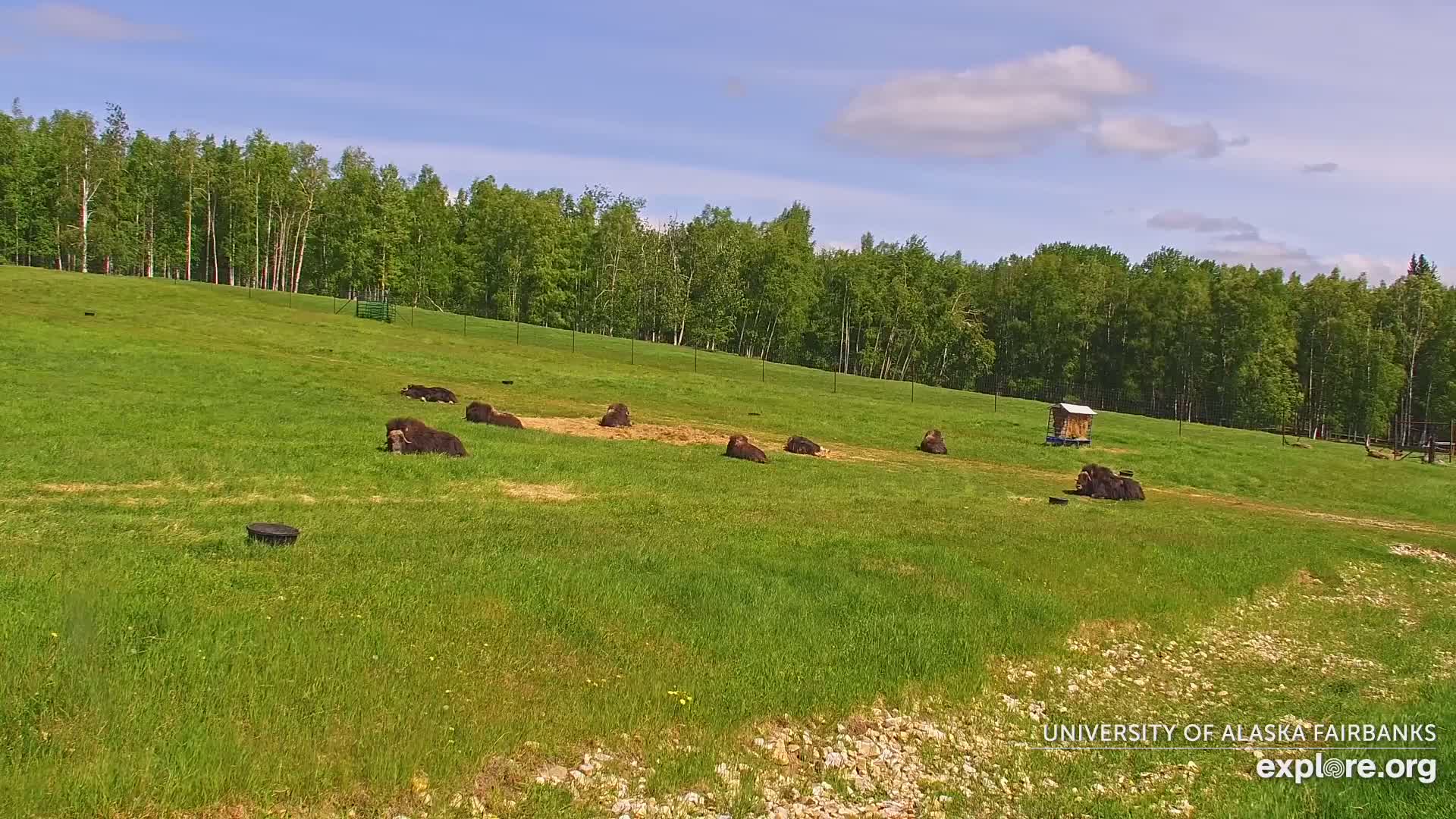 University of Alaska Fairbanks Large Animal Research Station Musk Ox Farm Live Cam - Musk Ox, College, Fairbanks North Star, Alaska, USA