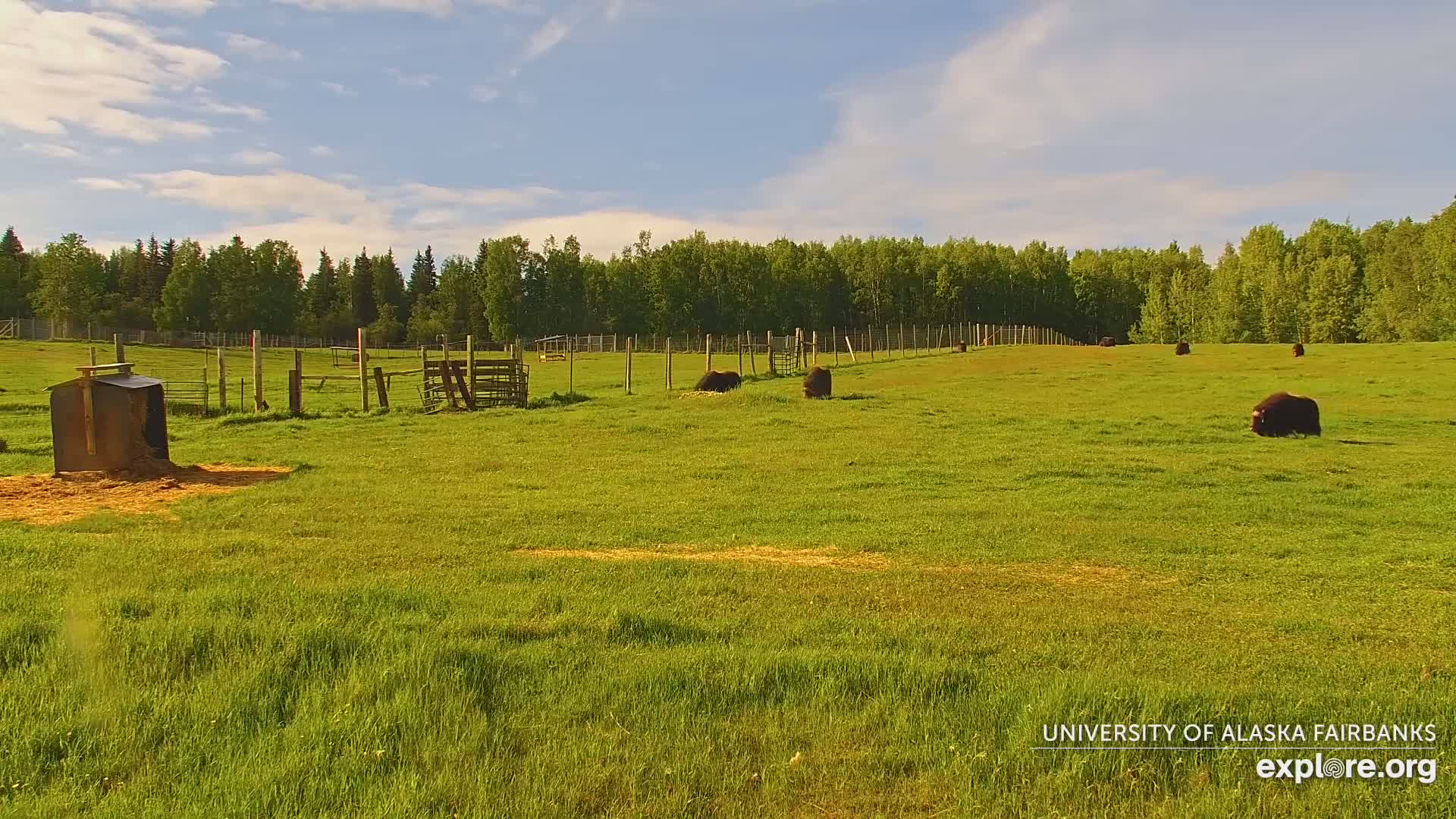 University of Alaska Fairbanks Large Animal Research Station Musk Ox Farm Live Cam - Musk Ox, College, Fairbanks North Star, Alaska, USA