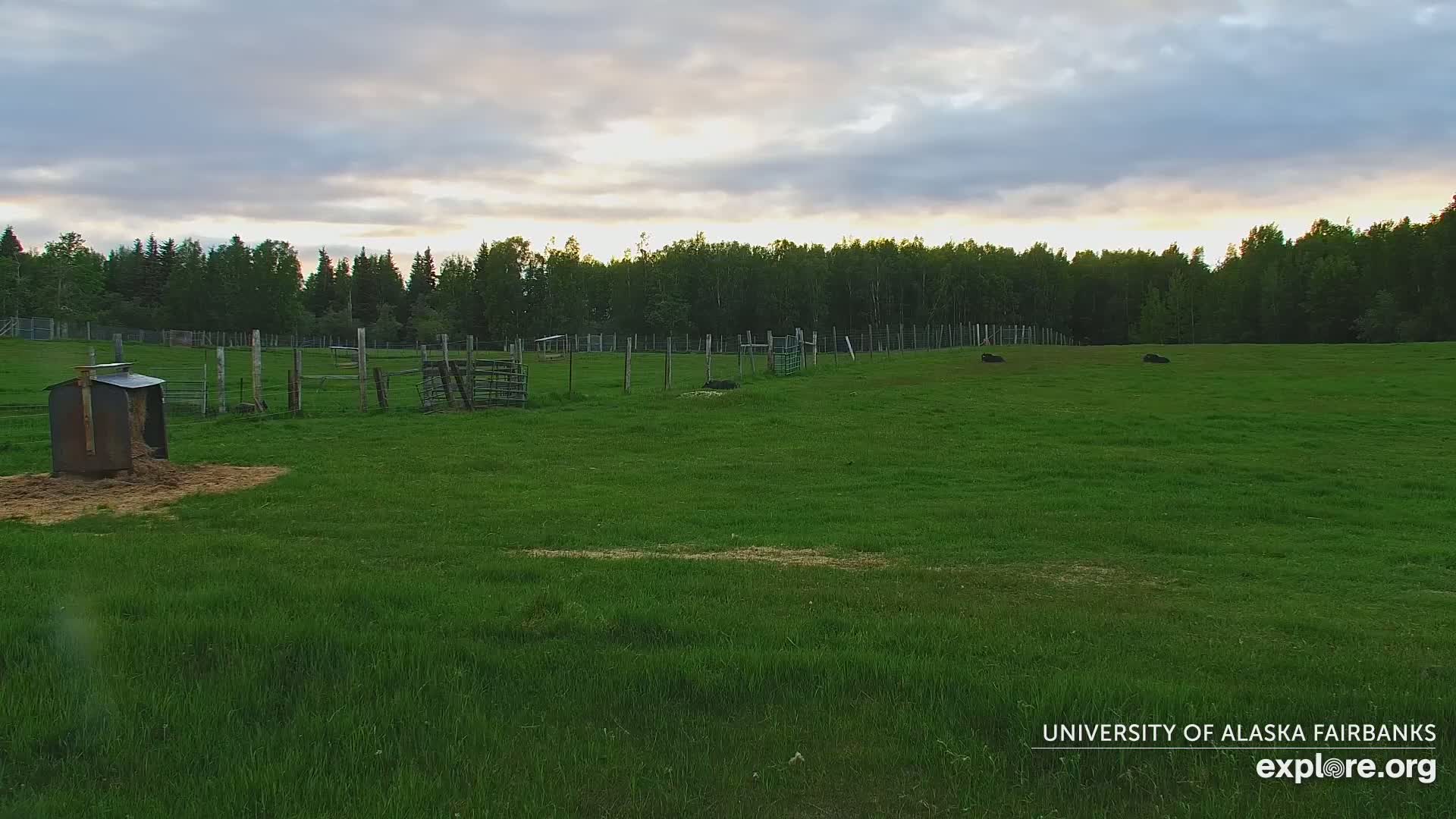 A grassy field enclosed by a fence, with a few animals resting in the distance under a partly cloudy sky.